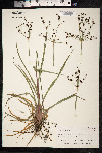Juncus planifolius image
