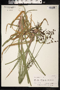 Juncus planifolius image