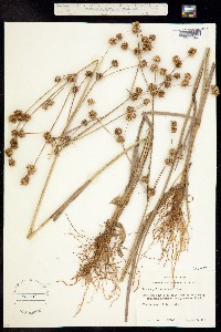 Juncus polycephalos image