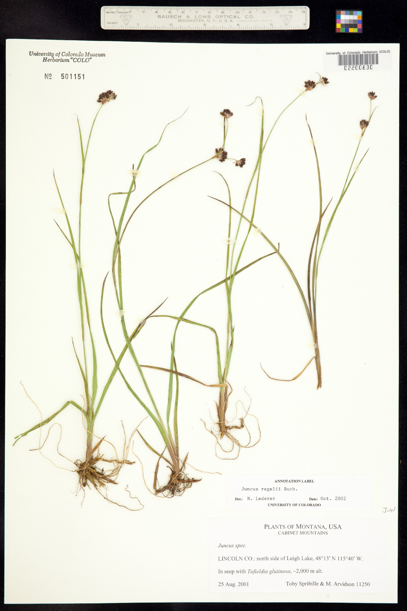 Juncus regelii image