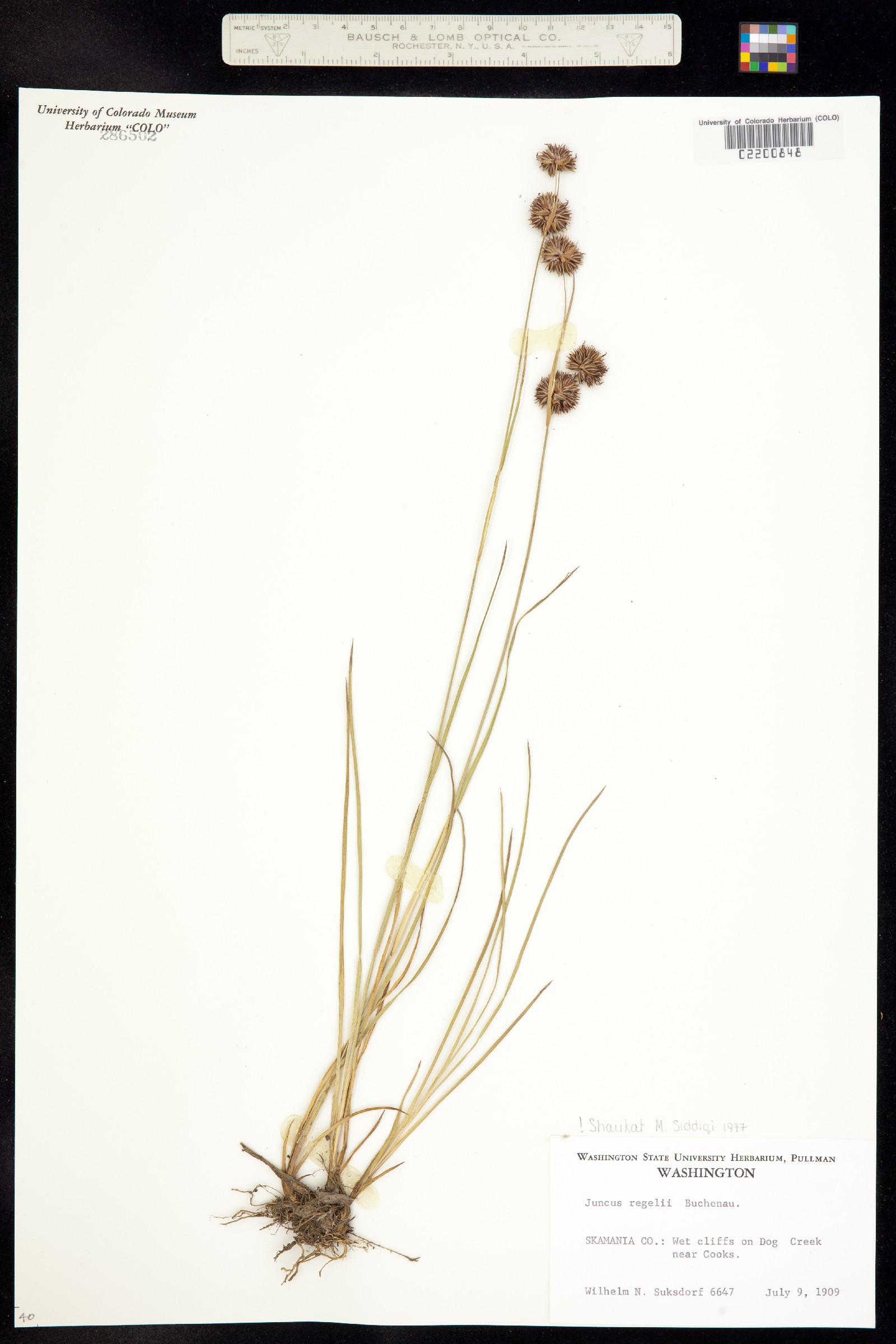 Juncus regelii image