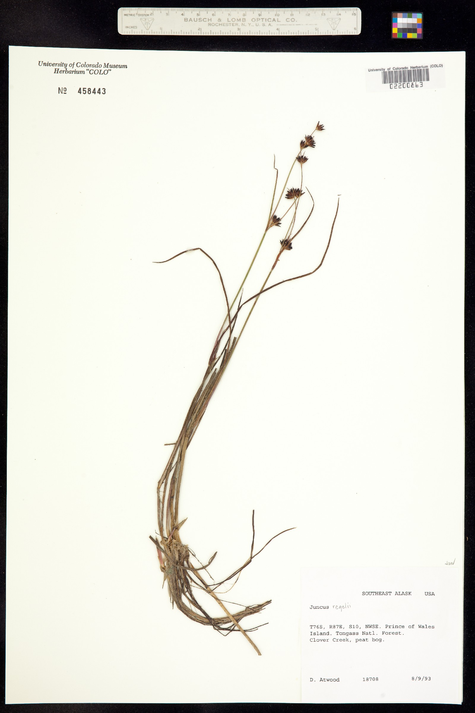 Juncus regelii image