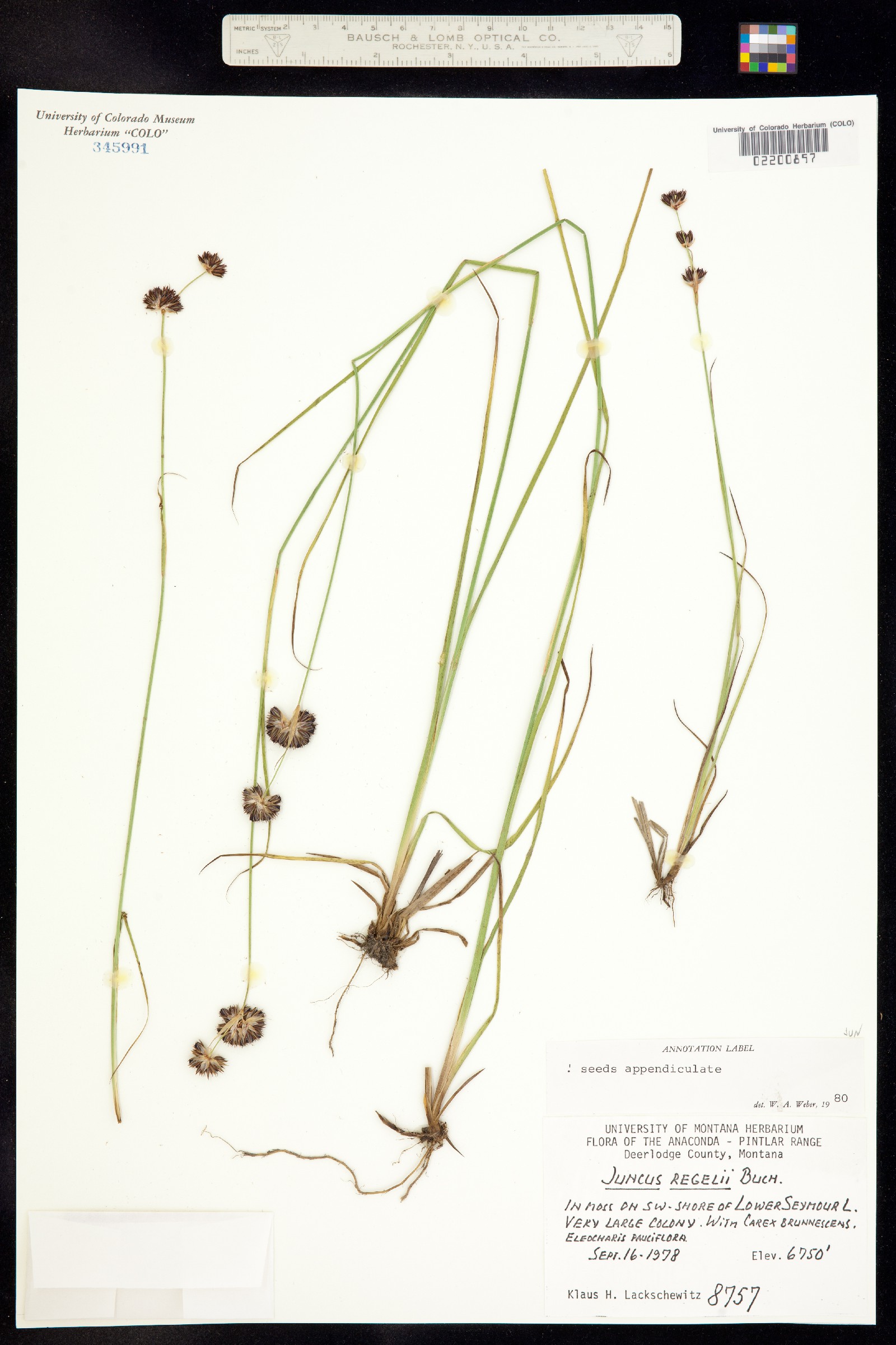 Juncus regelii image