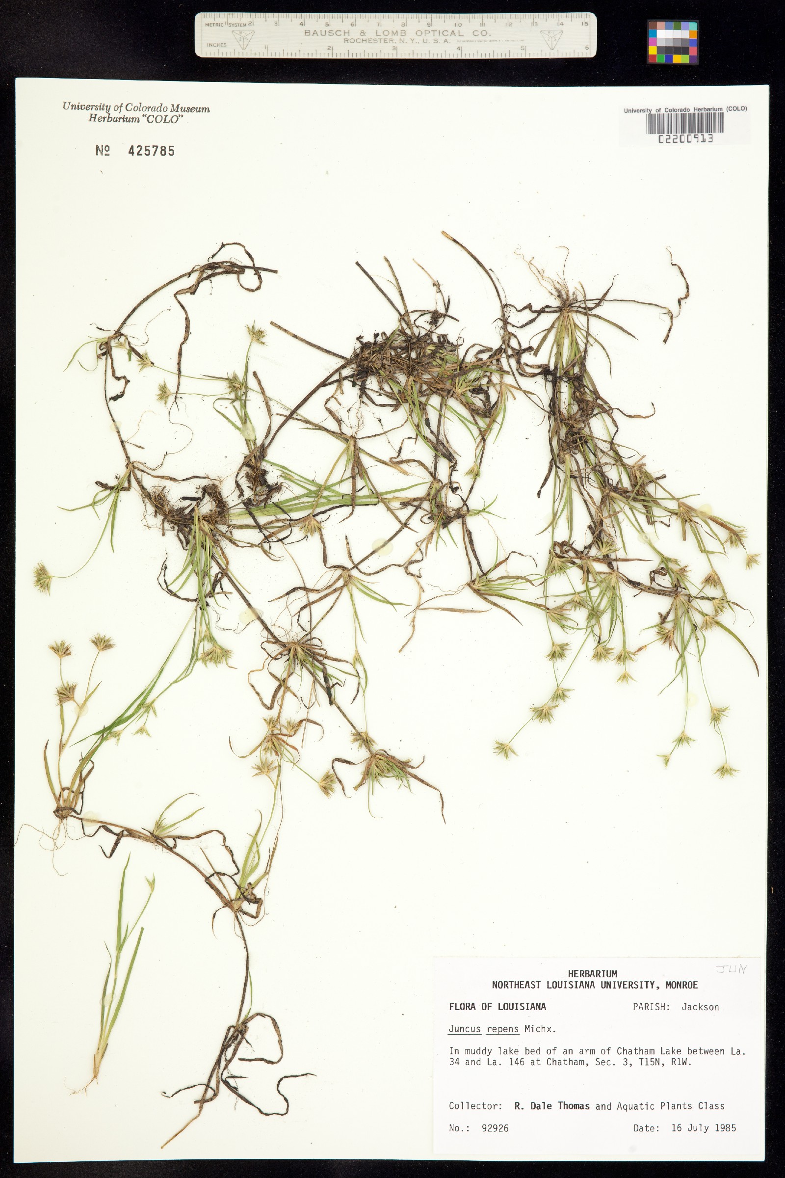 Juncus repens image
