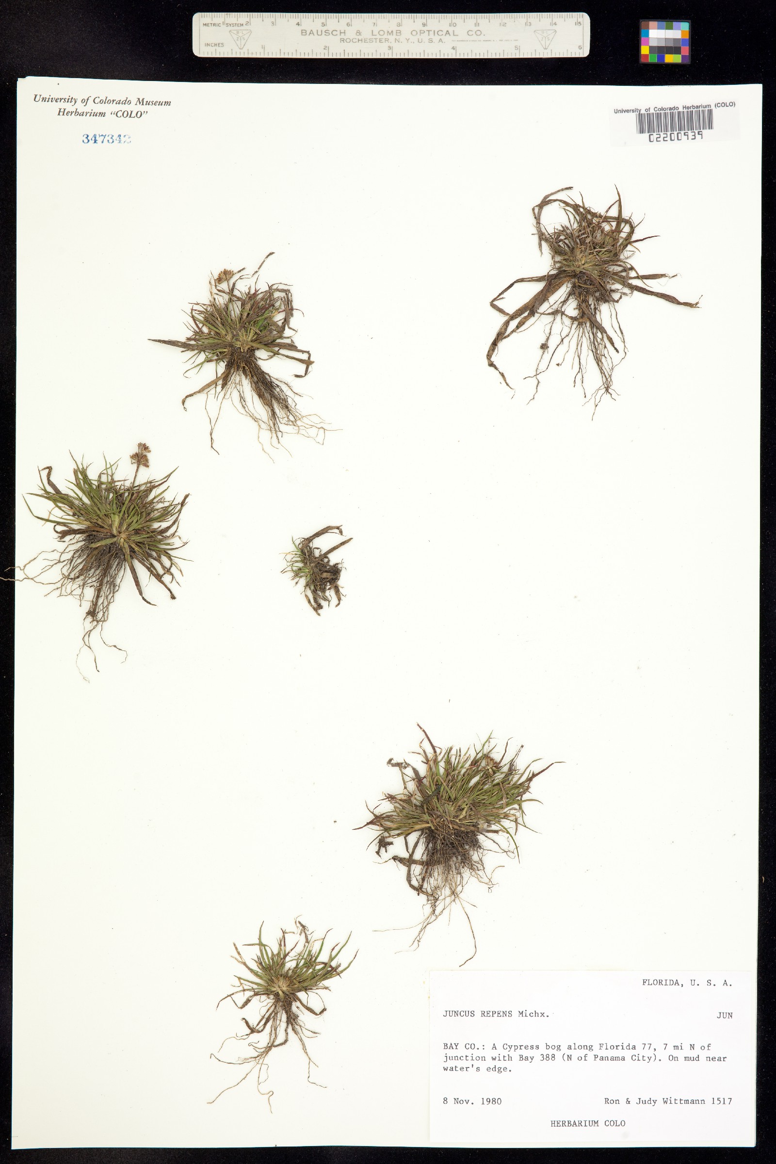 Juncus repens image