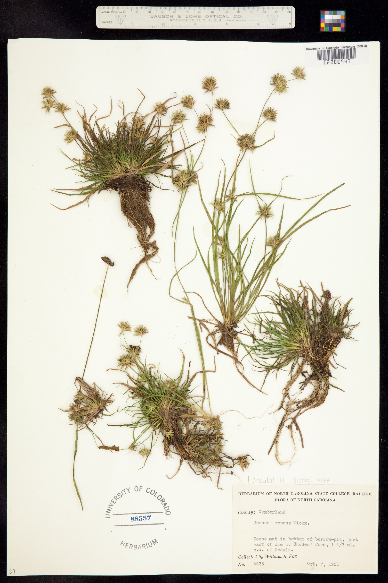 Juncus repens image