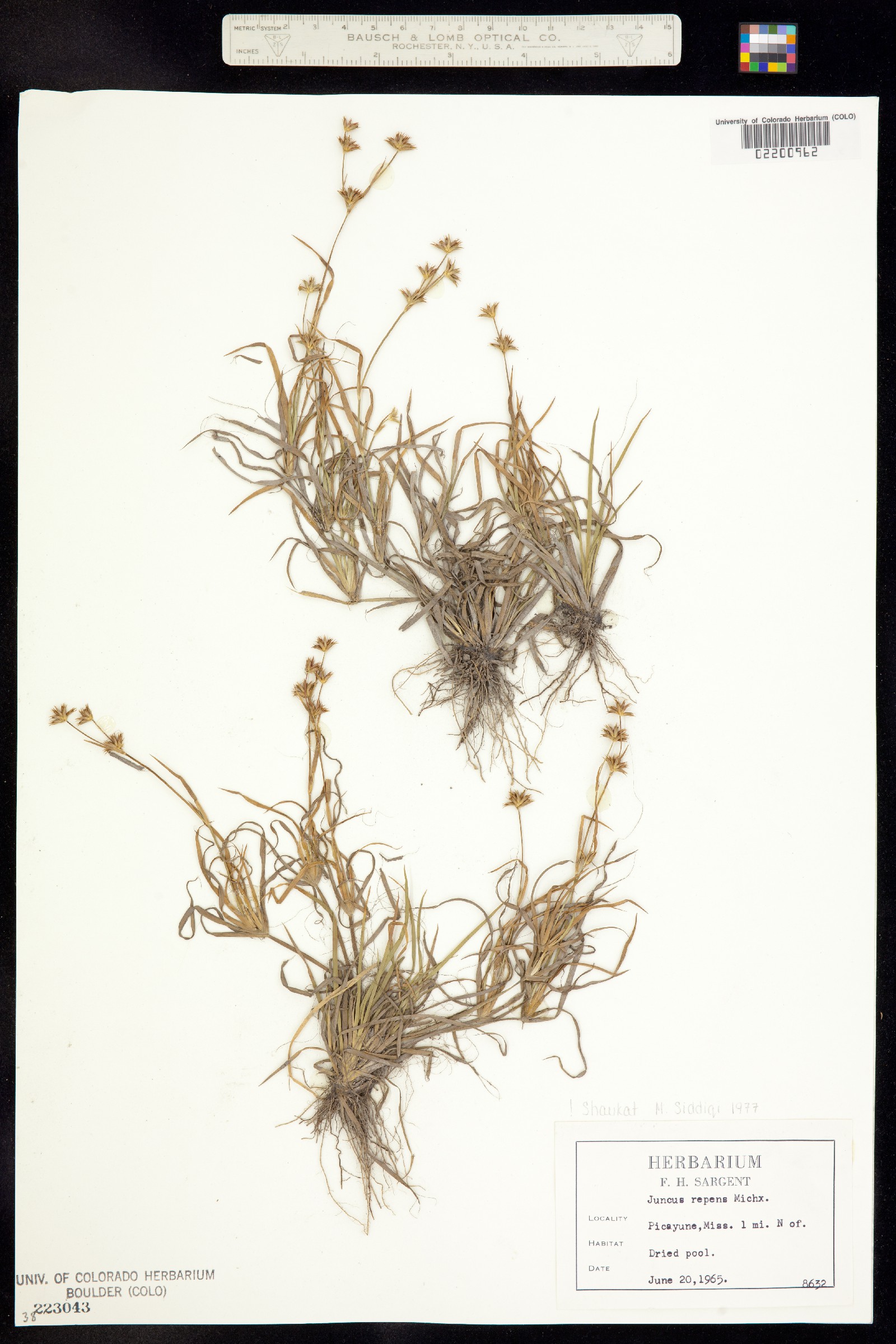 Juncus repens image