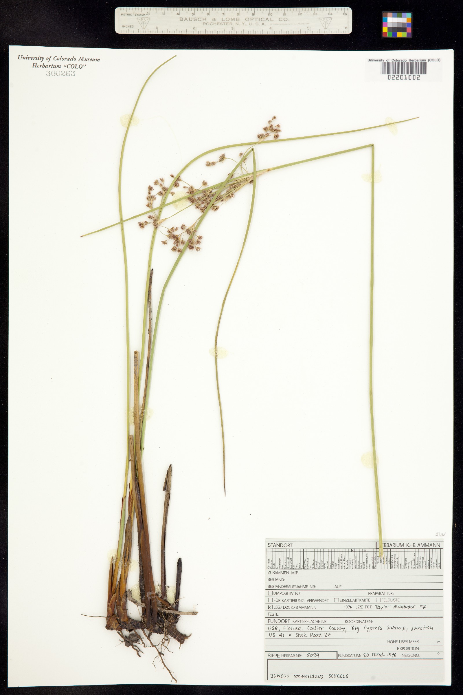 Juncus roemerianus image