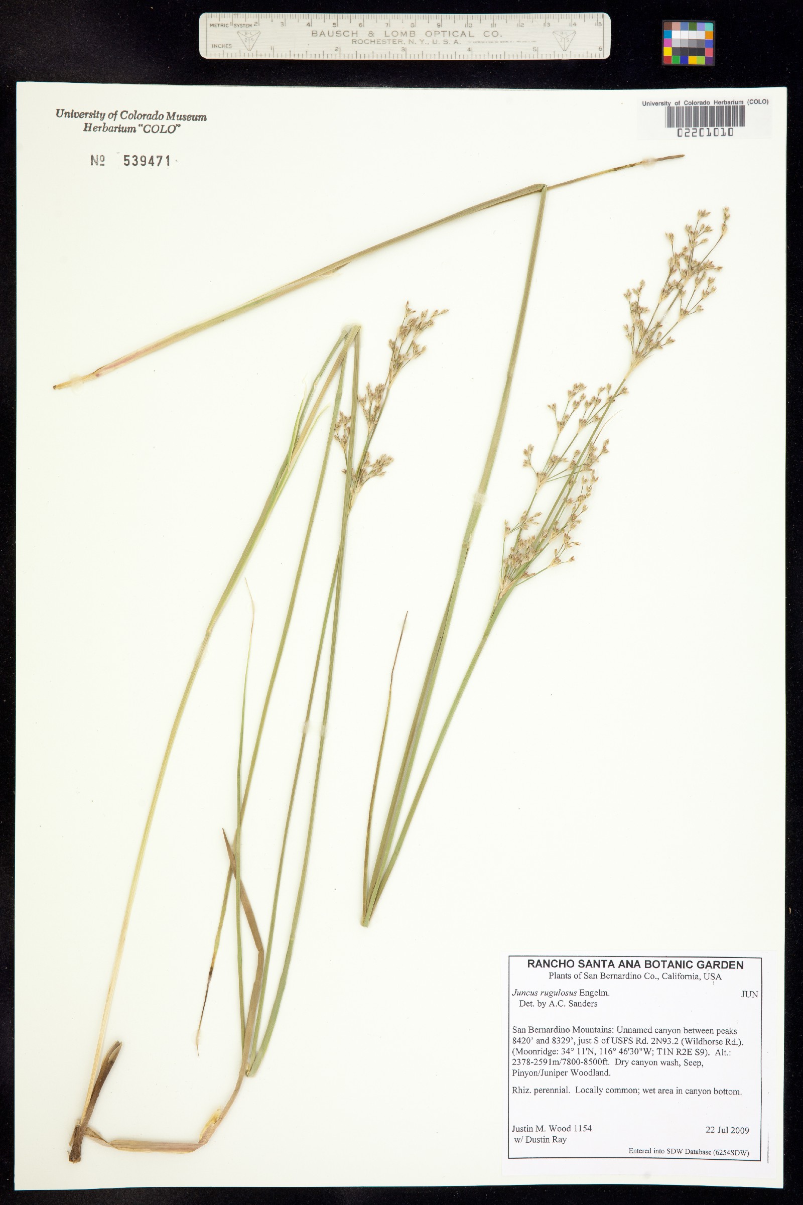 Juncus dubius image