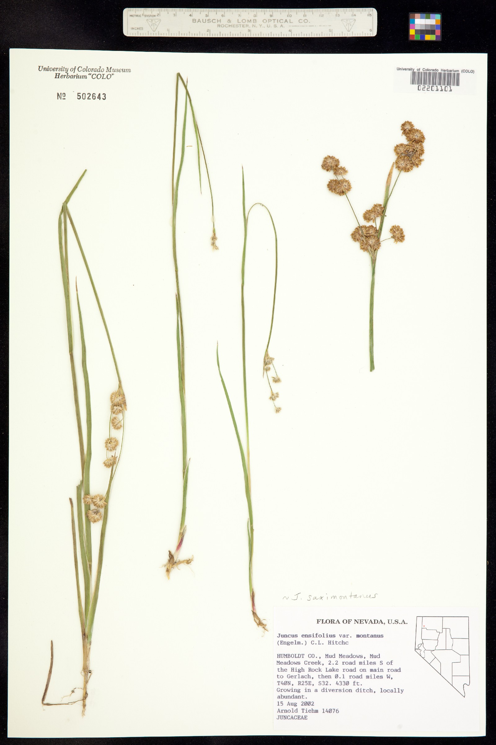 Juncus saximontanus image