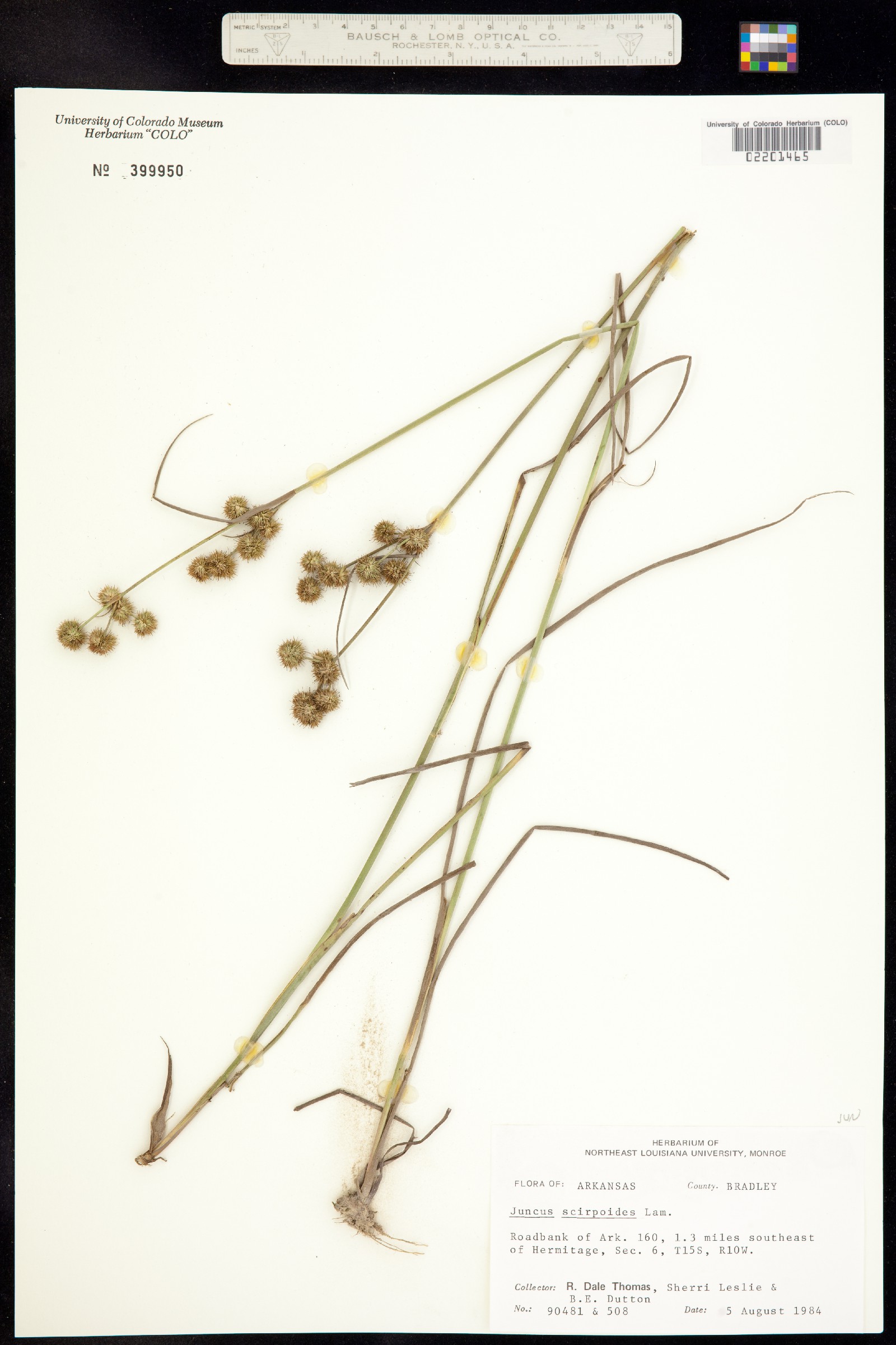 Juncus scirpoides image