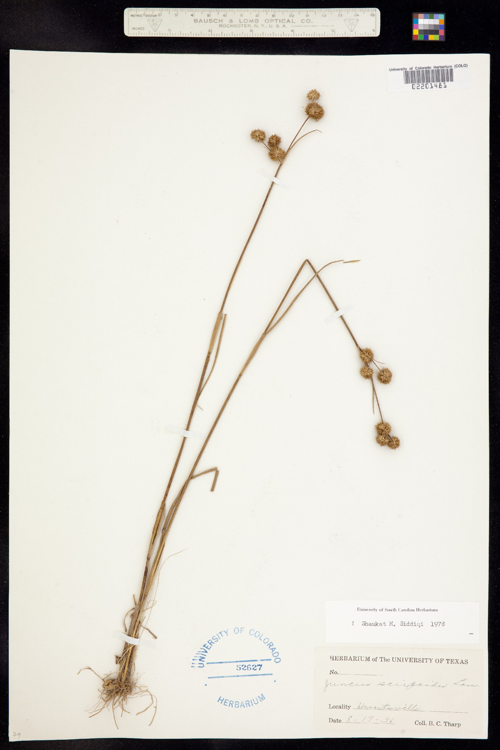 Juncus scirpoides image