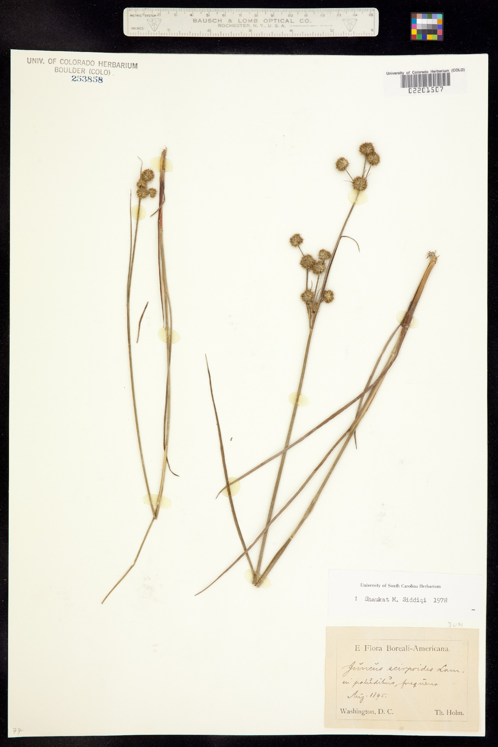 Juncus scirpoides image