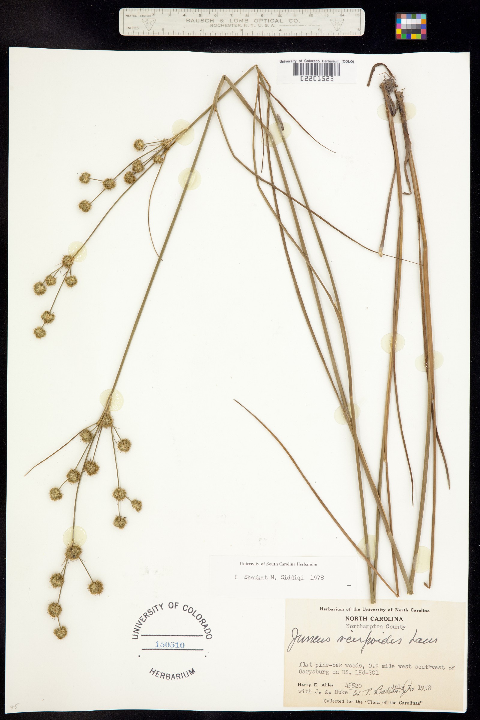 Juncus scirpoides image