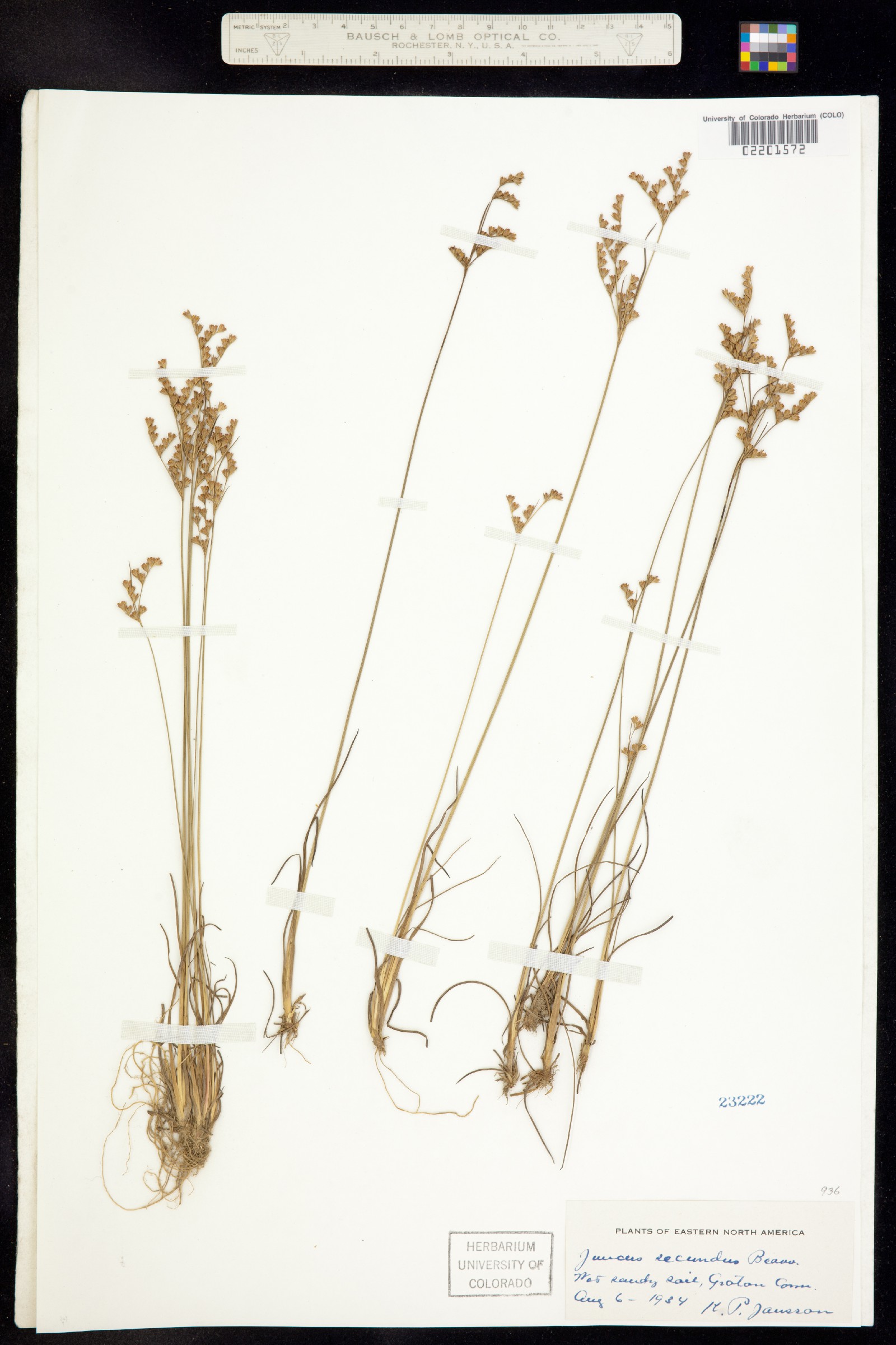 Juncus secundus image