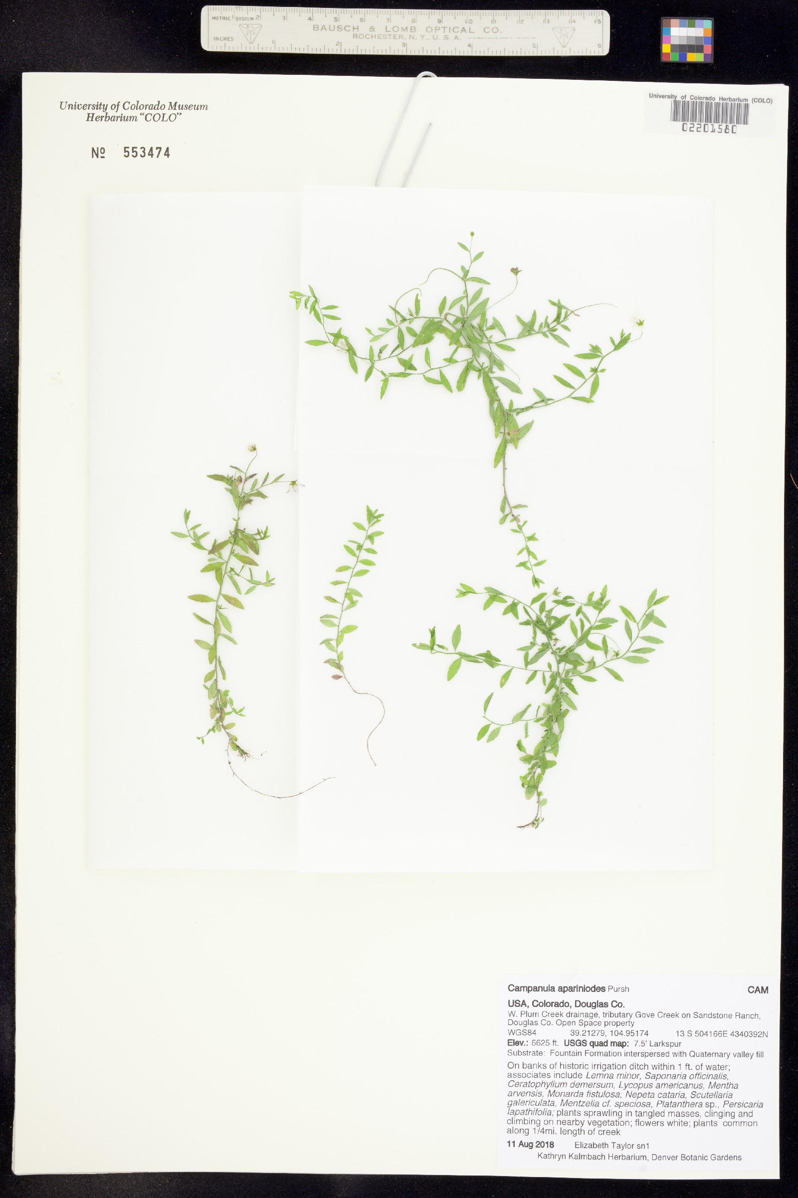 Campanula aparinoides image