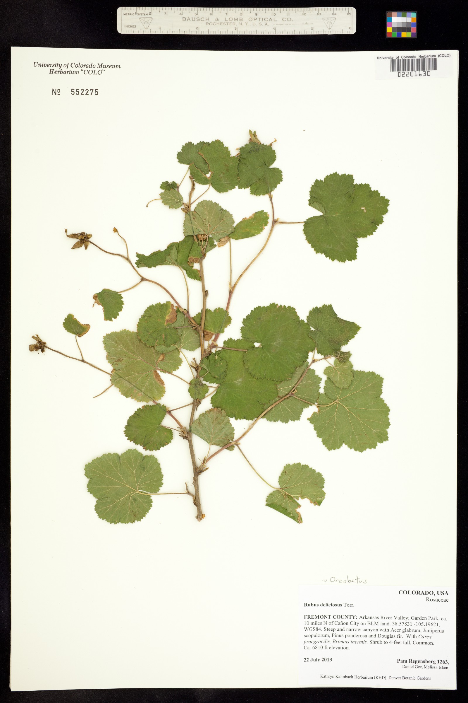 Rubus deliciosus image