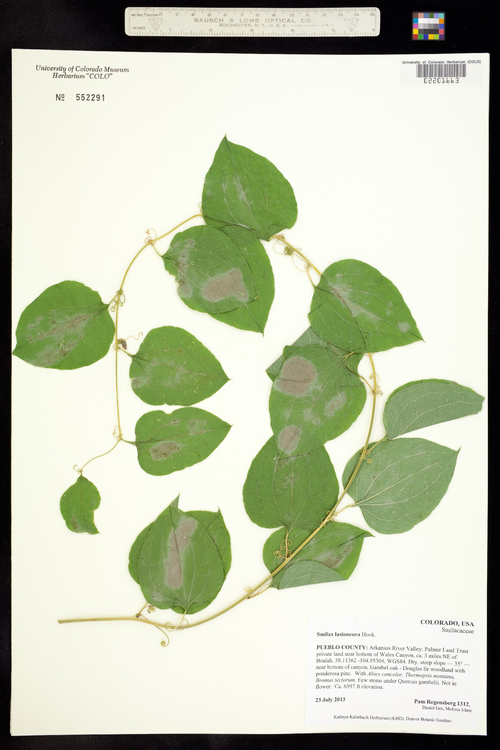 Smilax image