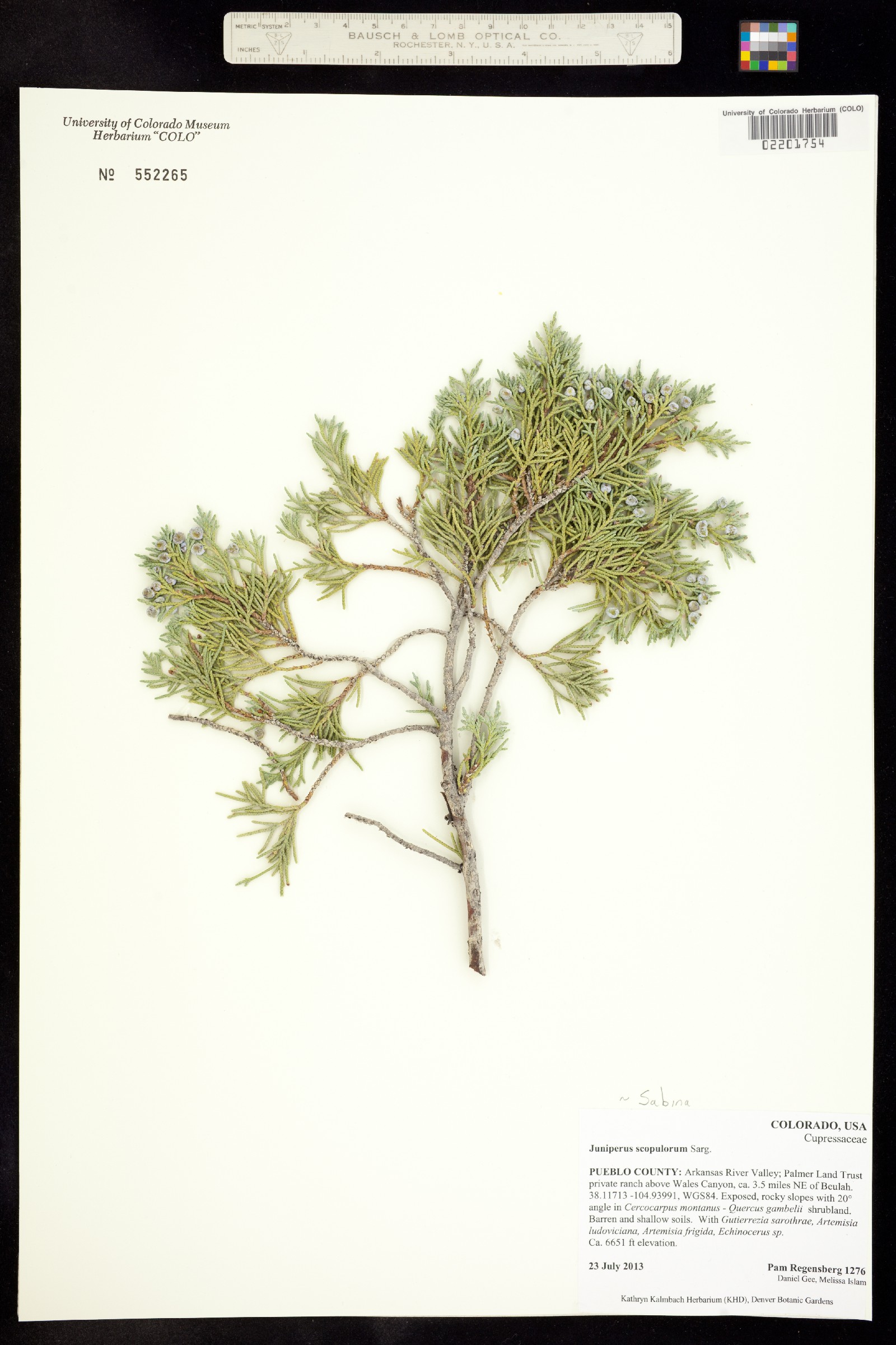 Juniperus scopulorum image