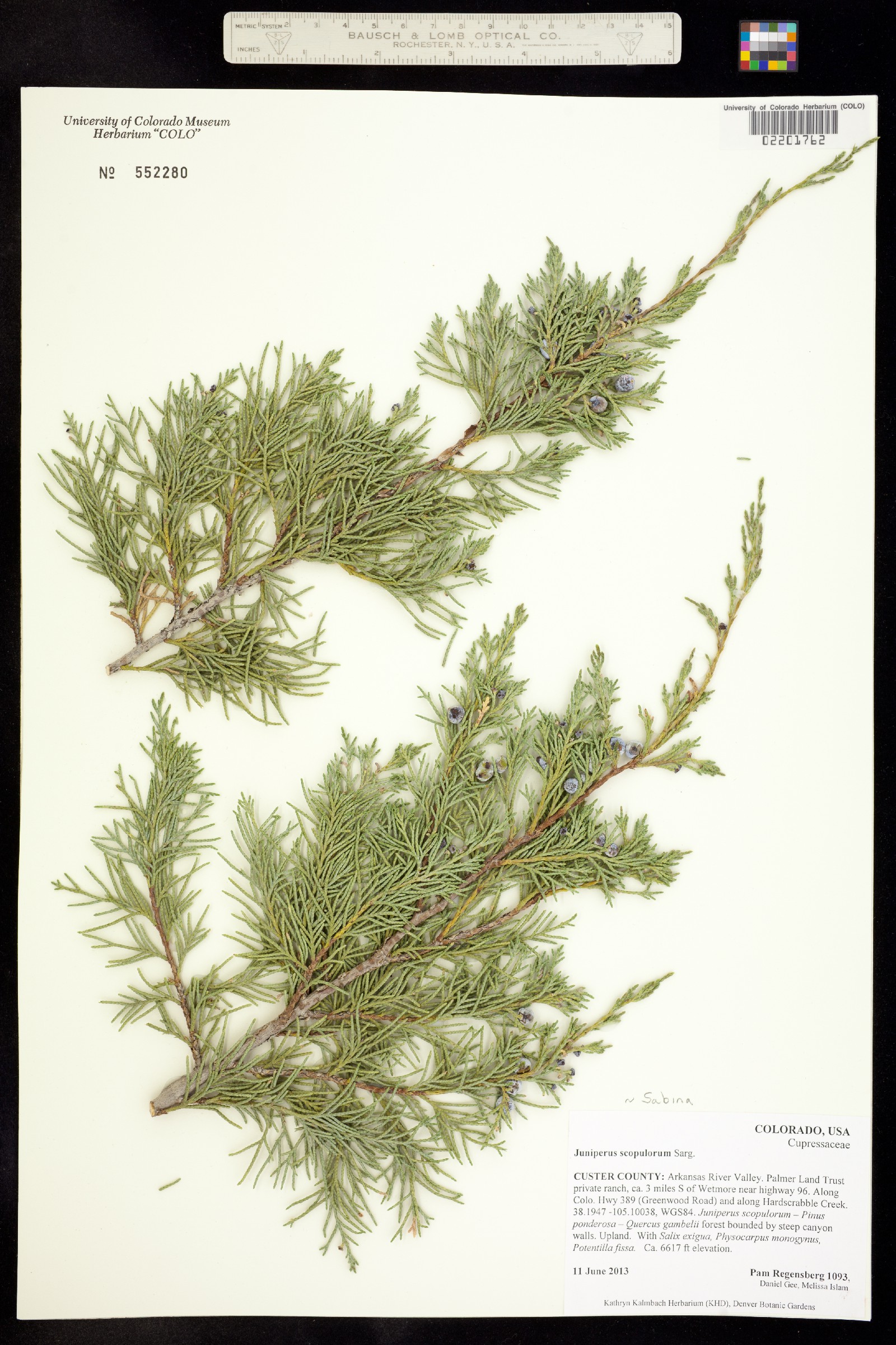 Juniperus scopulorum image