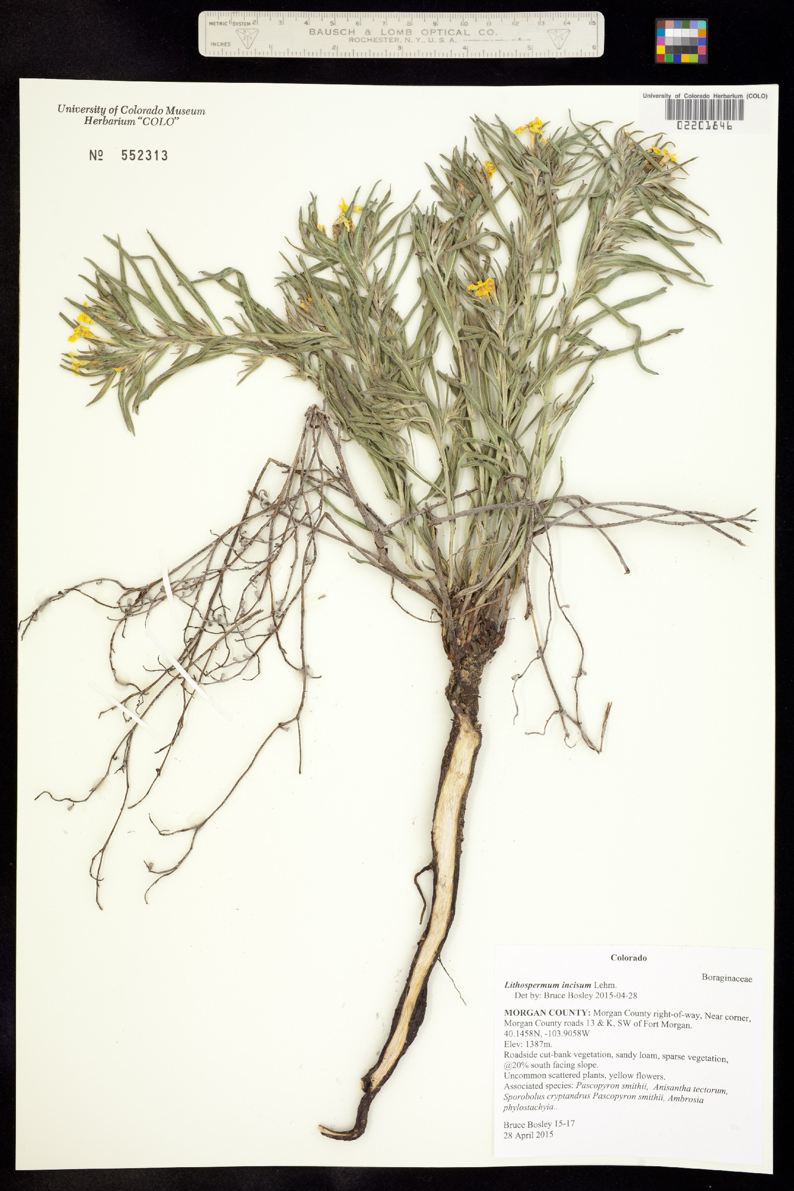 Lithospermum incisum image