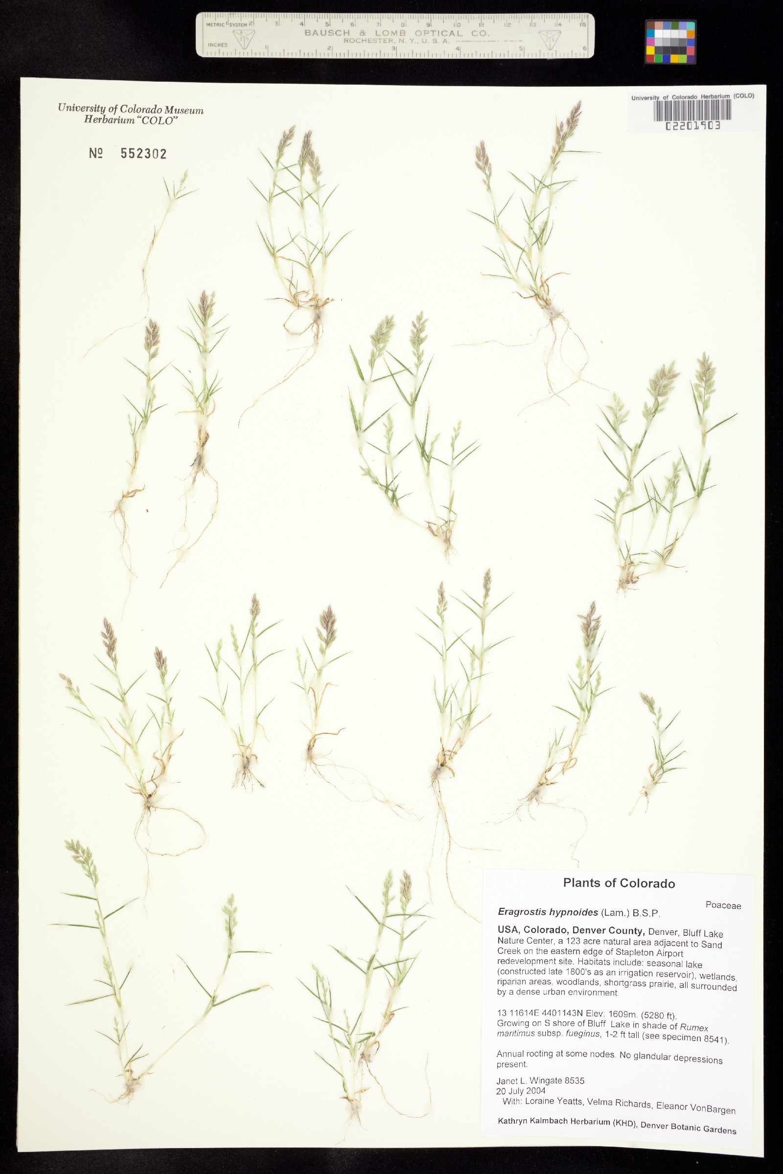 Eragrostis hypnoides image