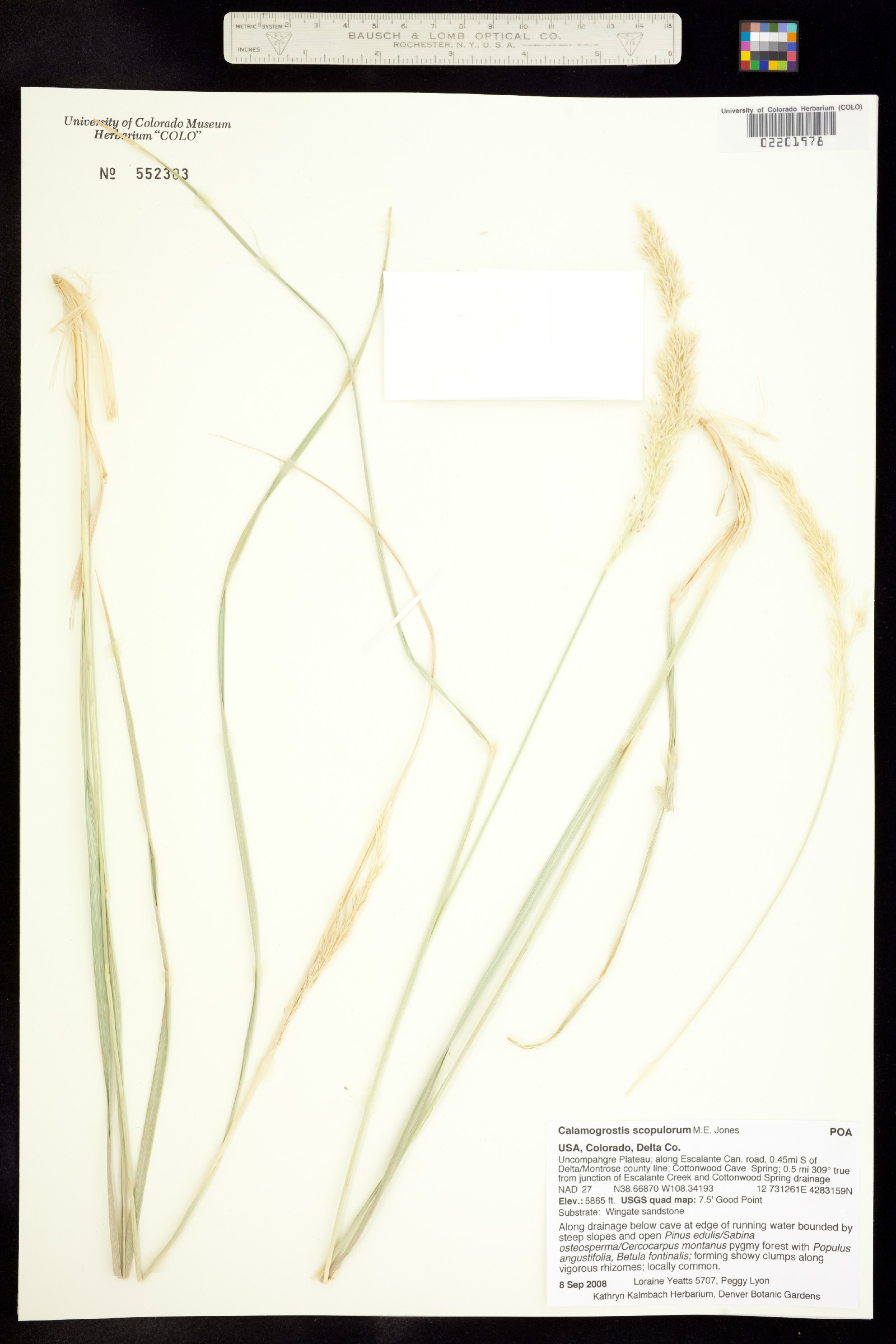 Calamagrostis image