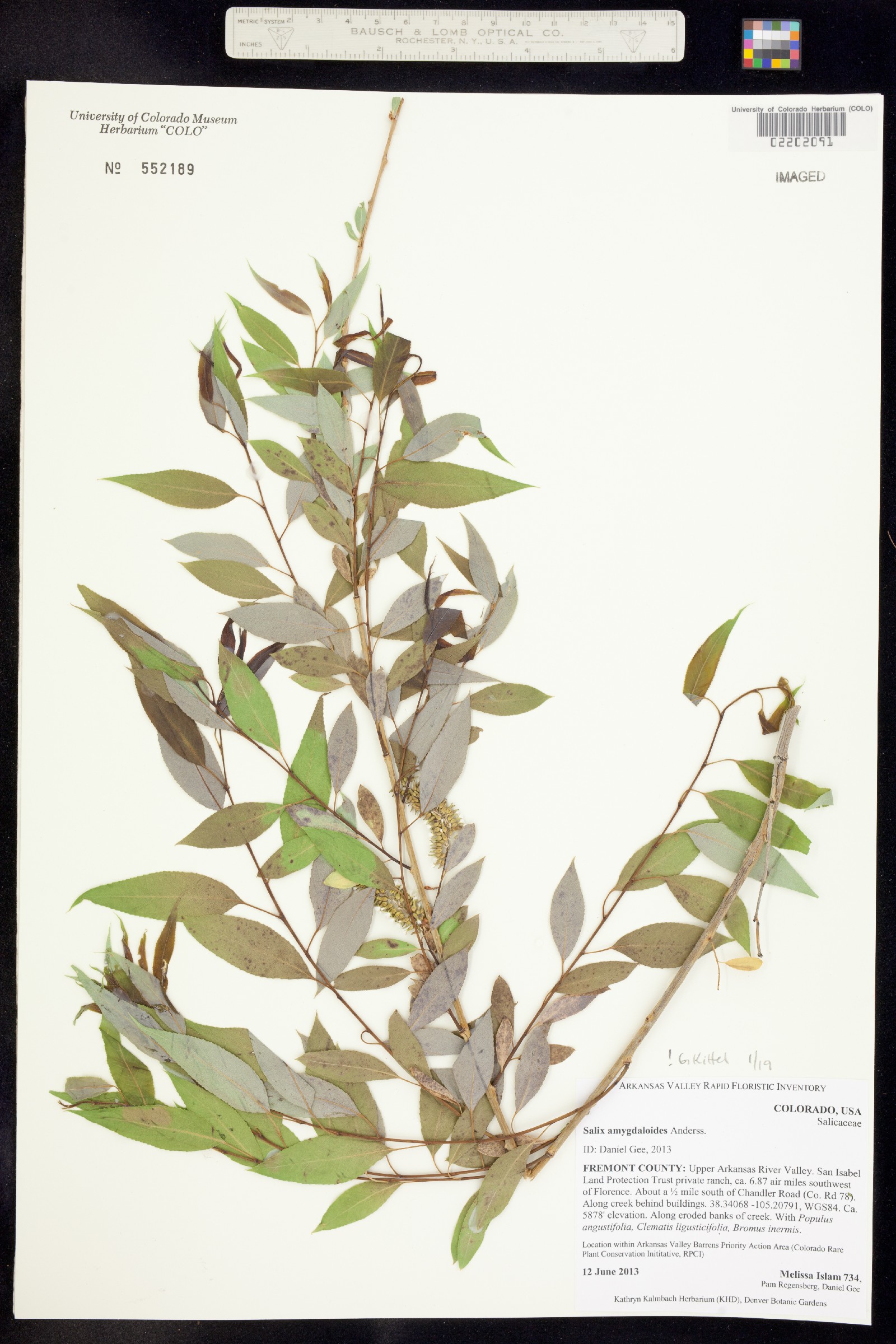 Salix amygdaloides image