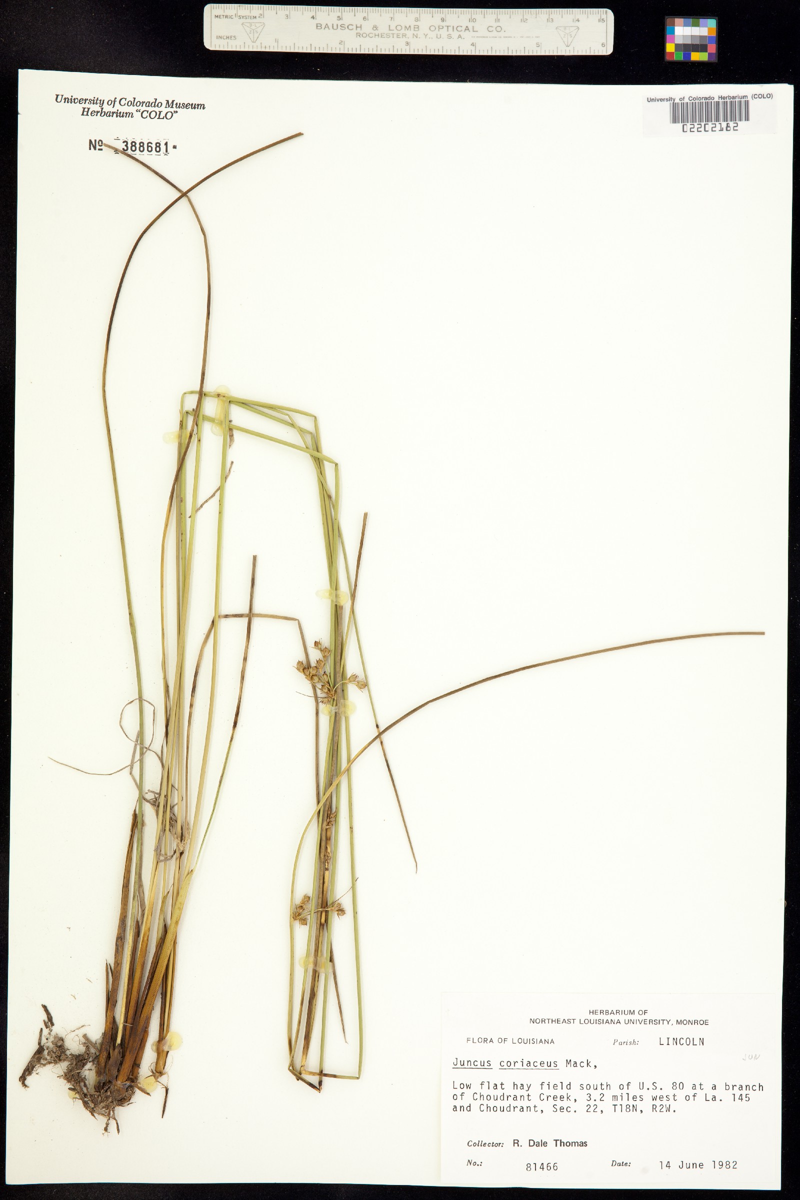 Juncus coriaceus image