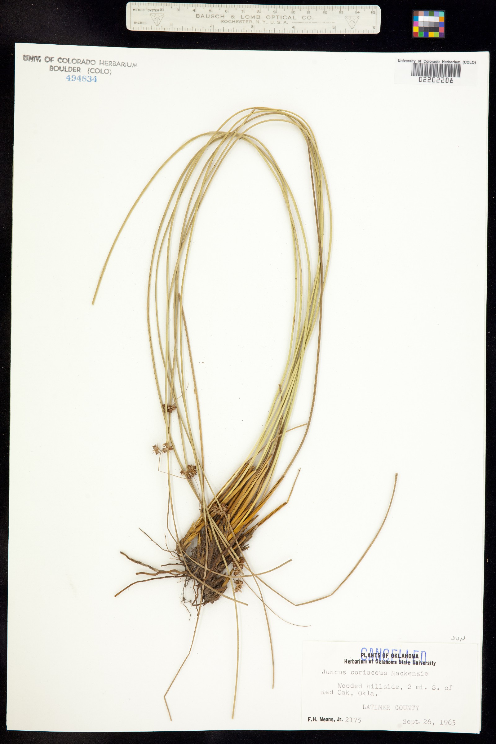 Juncus coriaceus image