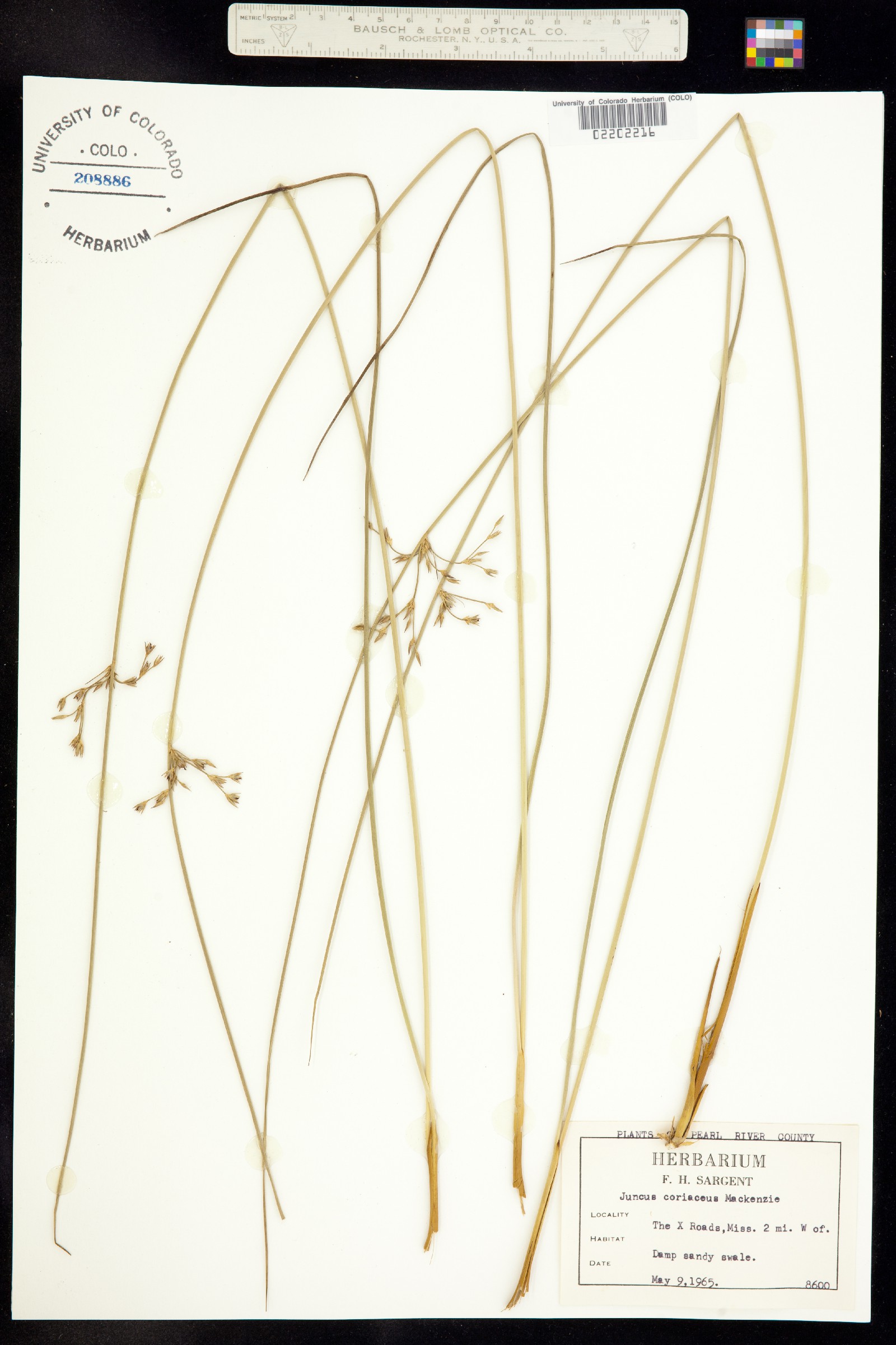 Juncus coriaceus image