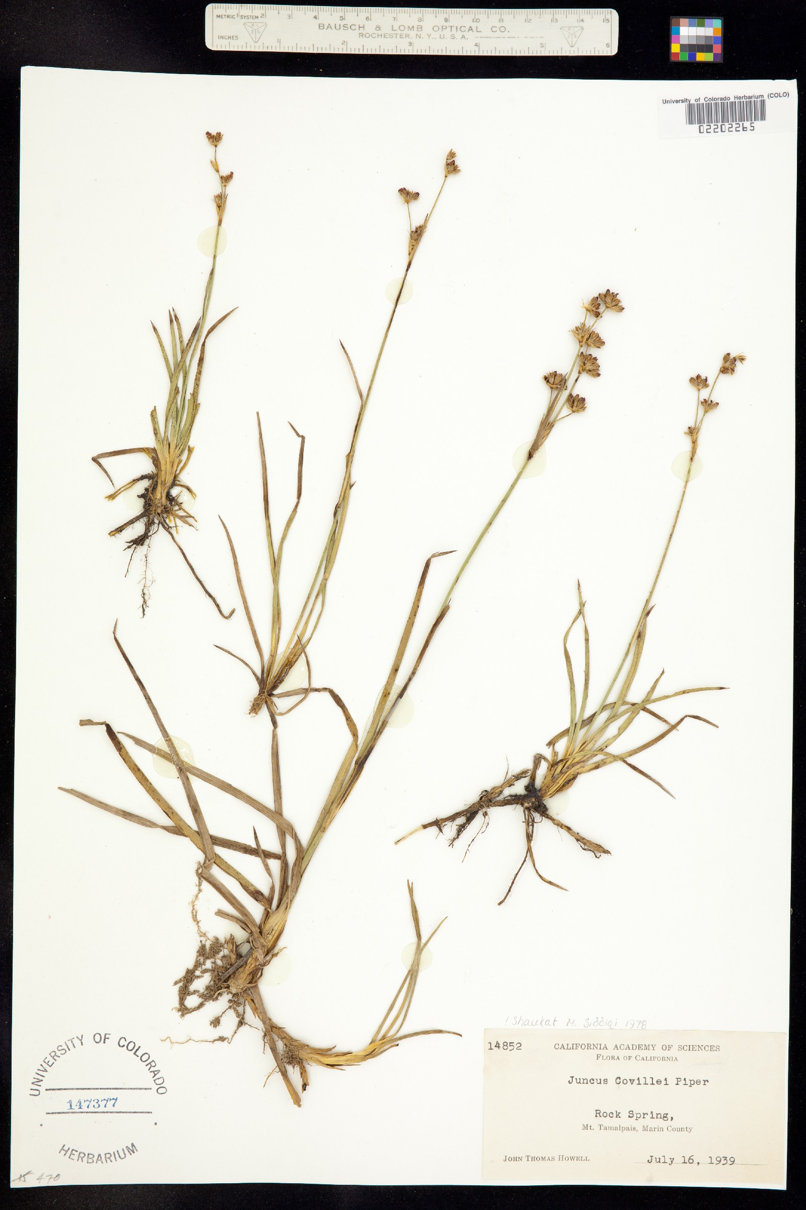 Juncus covillei image
