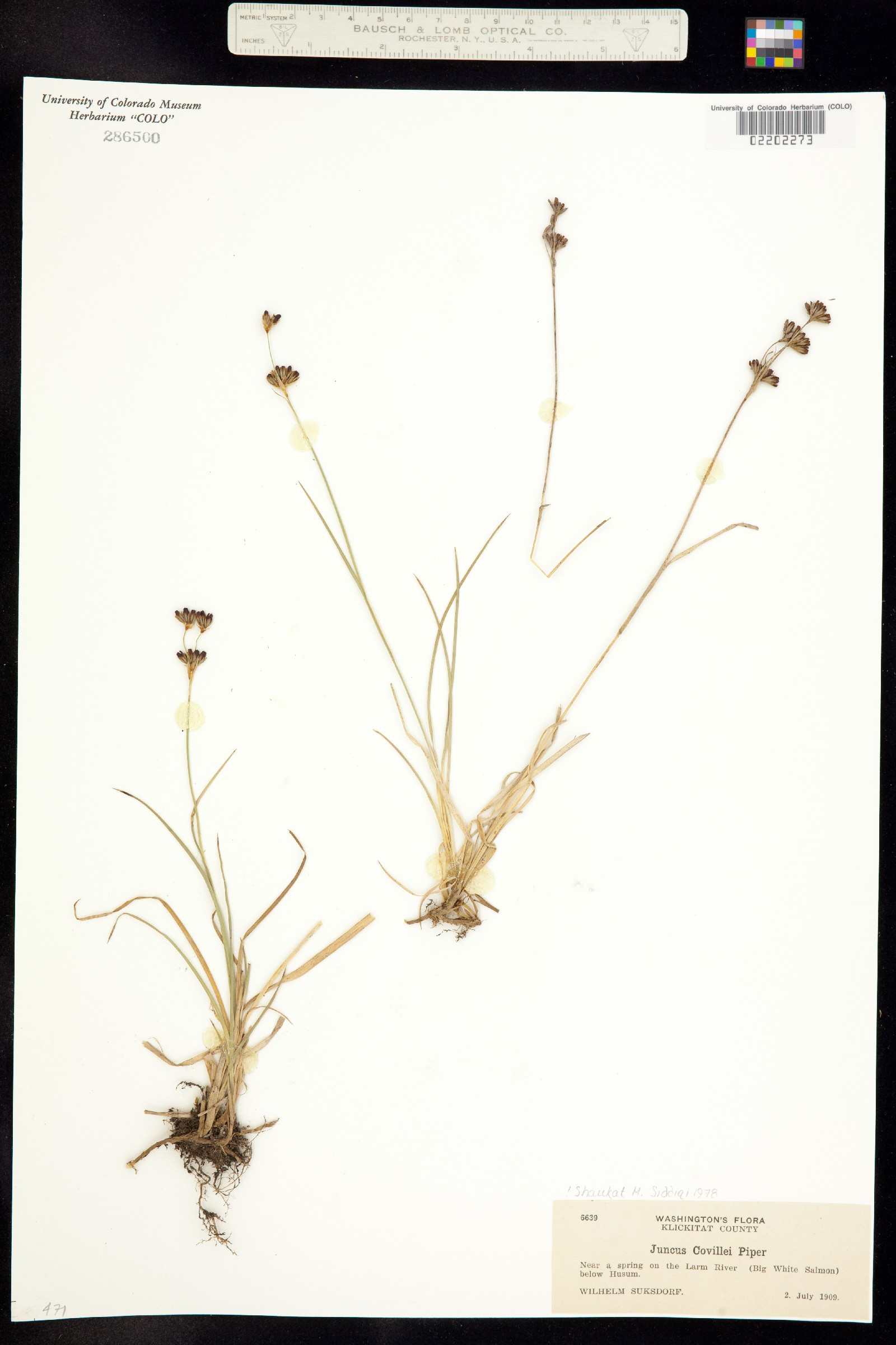 Juncus covillei image