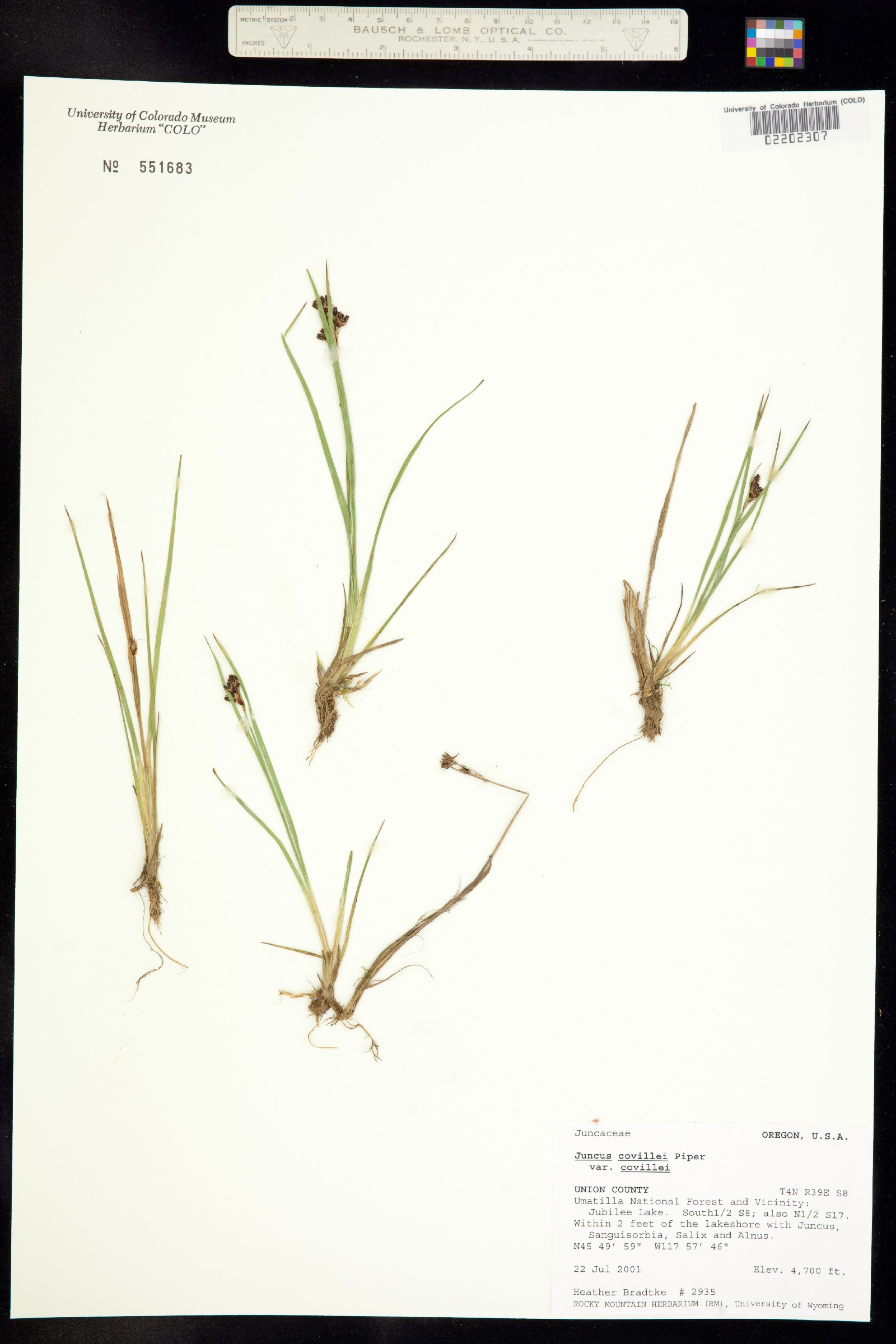 Juncus covillei image