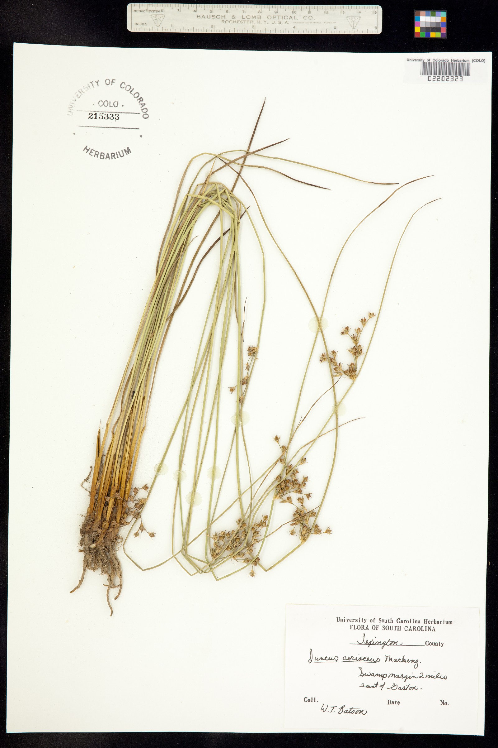 Juncus coriaceus image