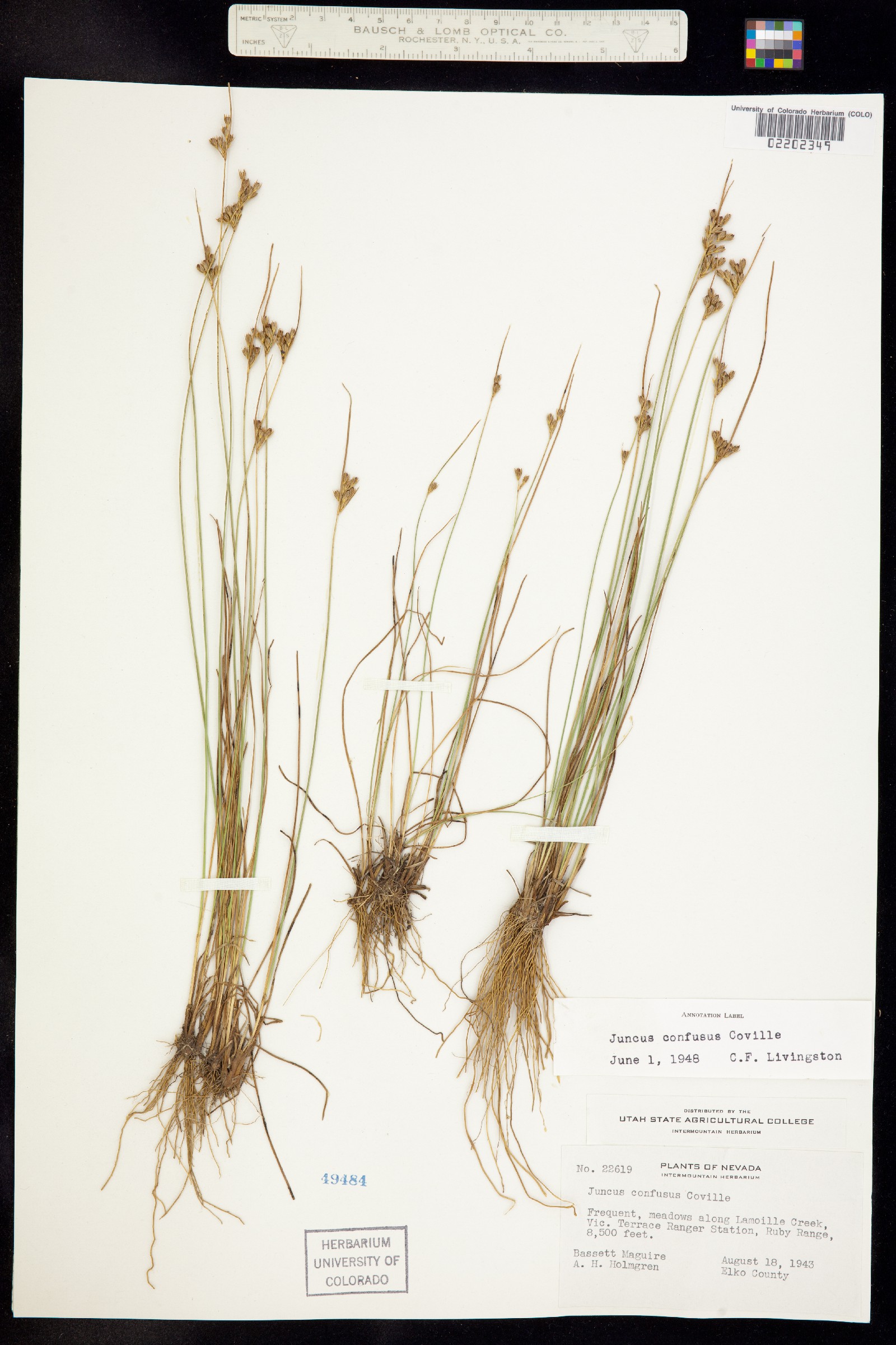 Juncus confusus image