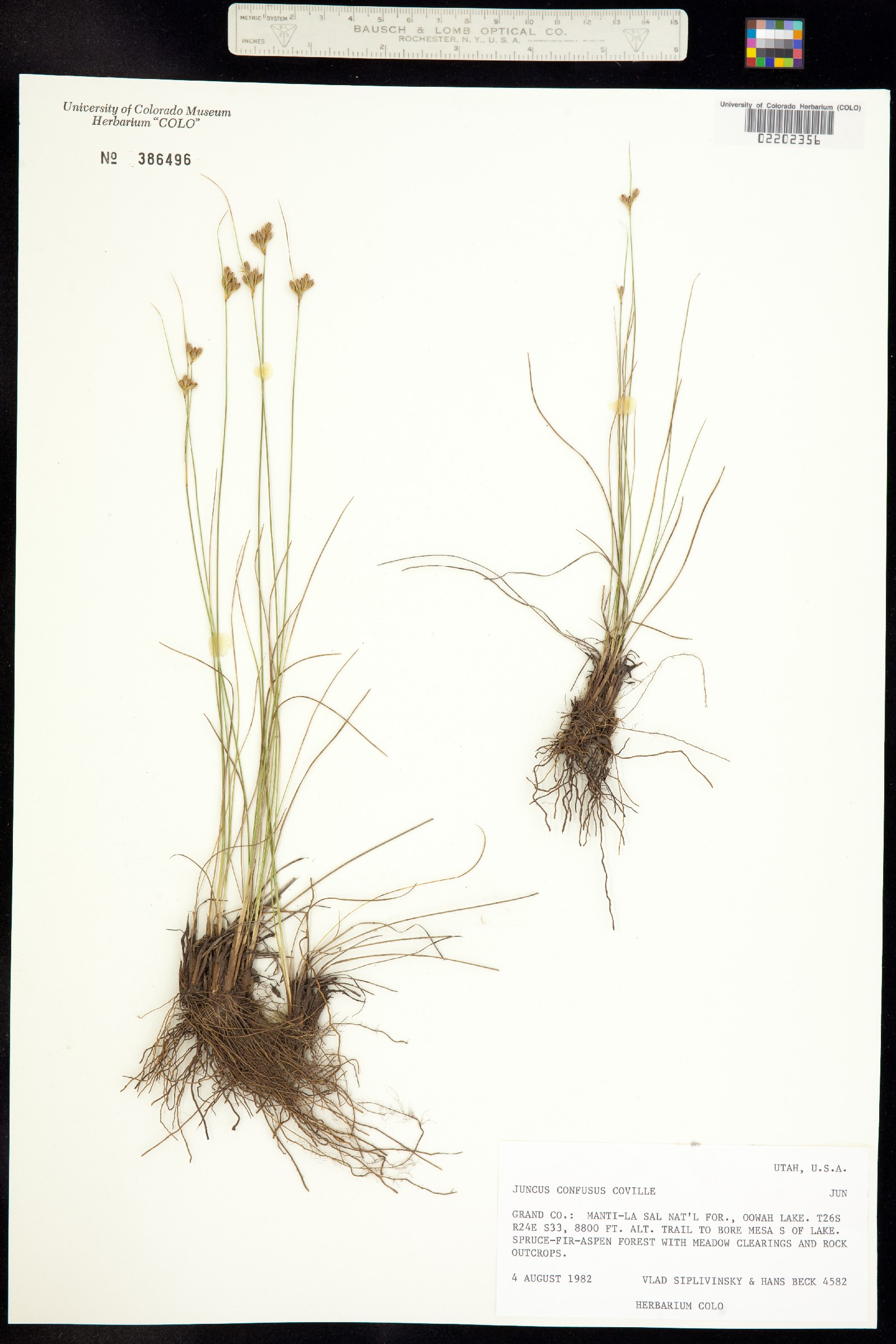 Juncus confusus image