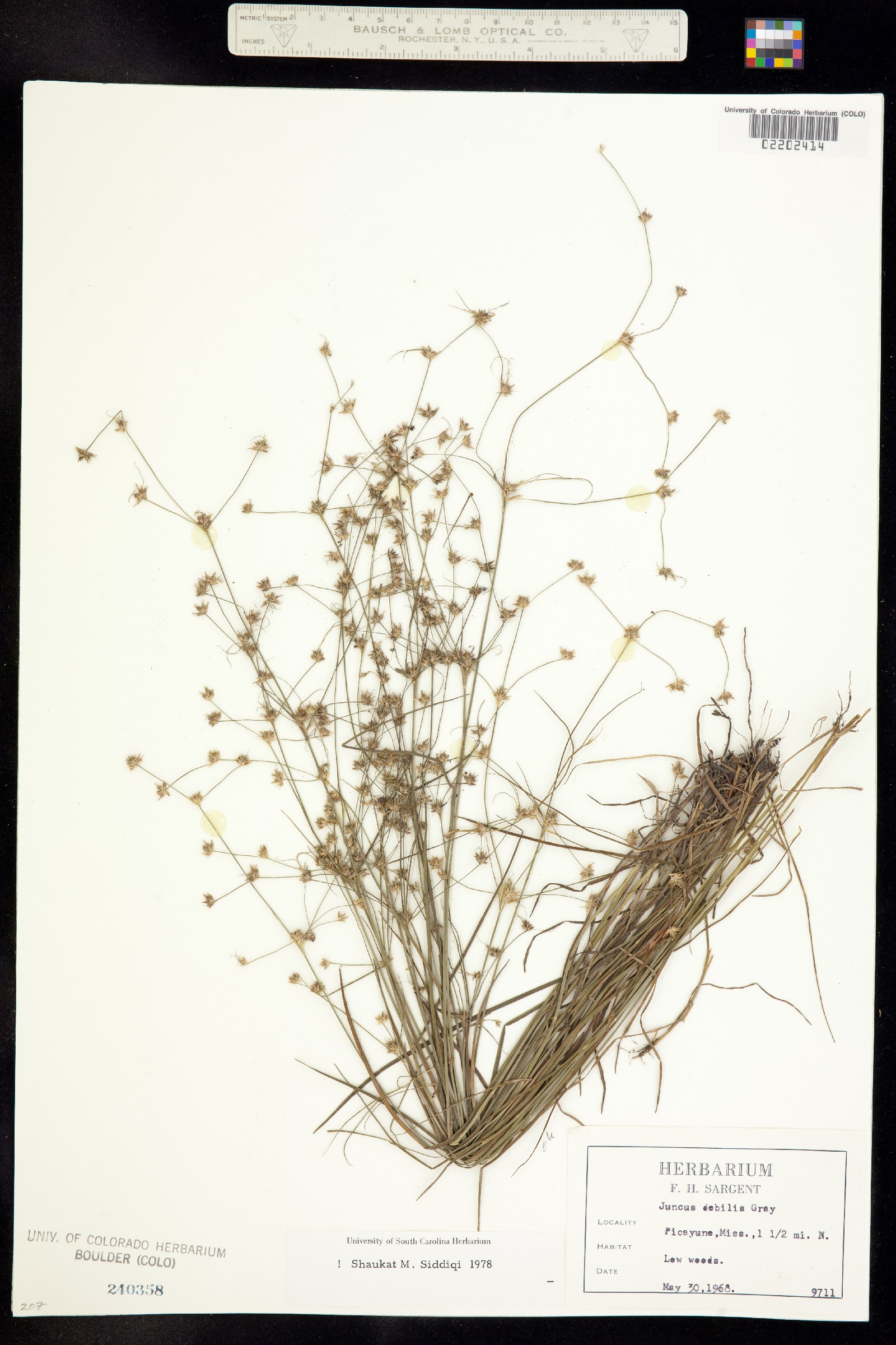 Juncus debilis image