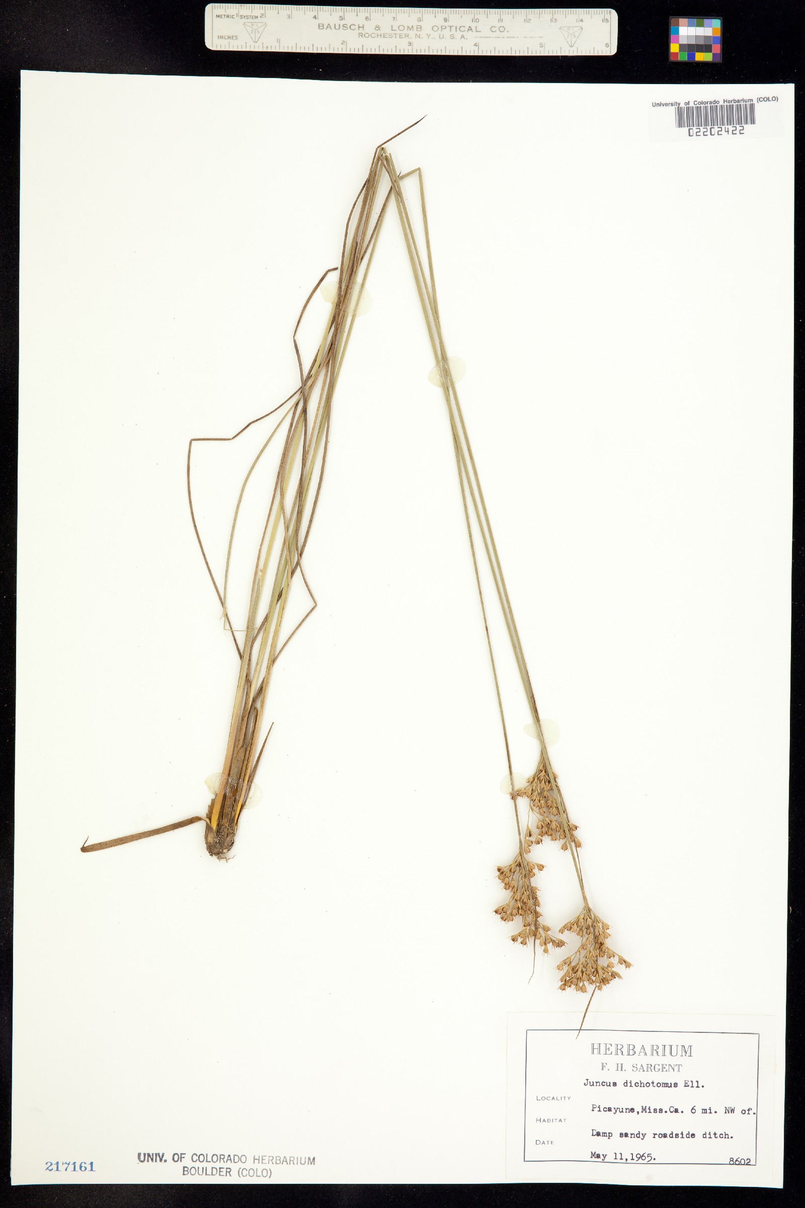 Juncus dichotomus image