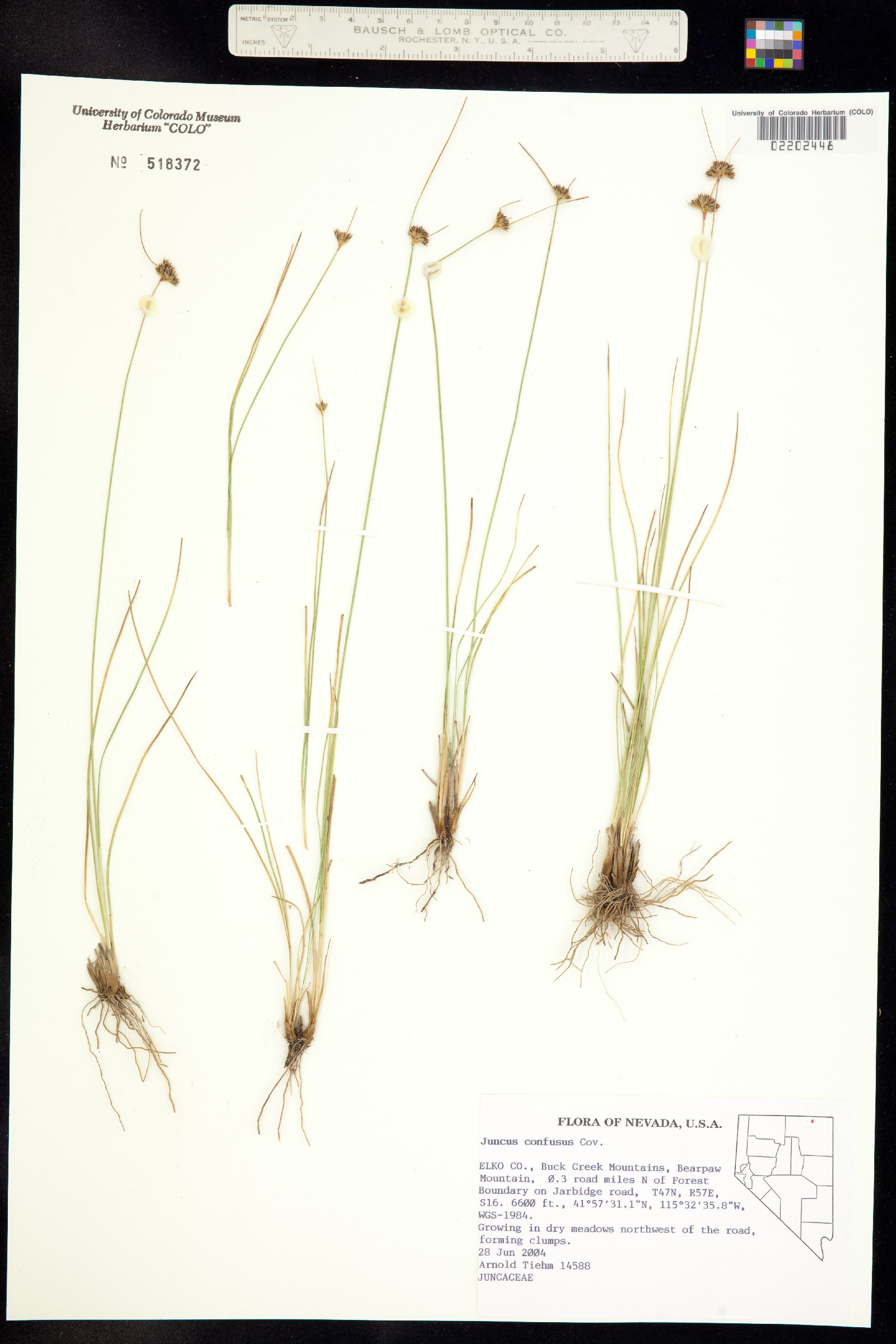 Juncus confusus image