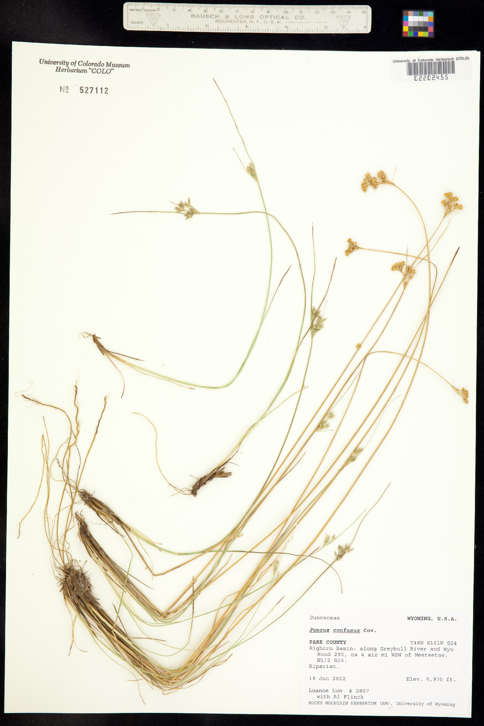 Juncus confusus image