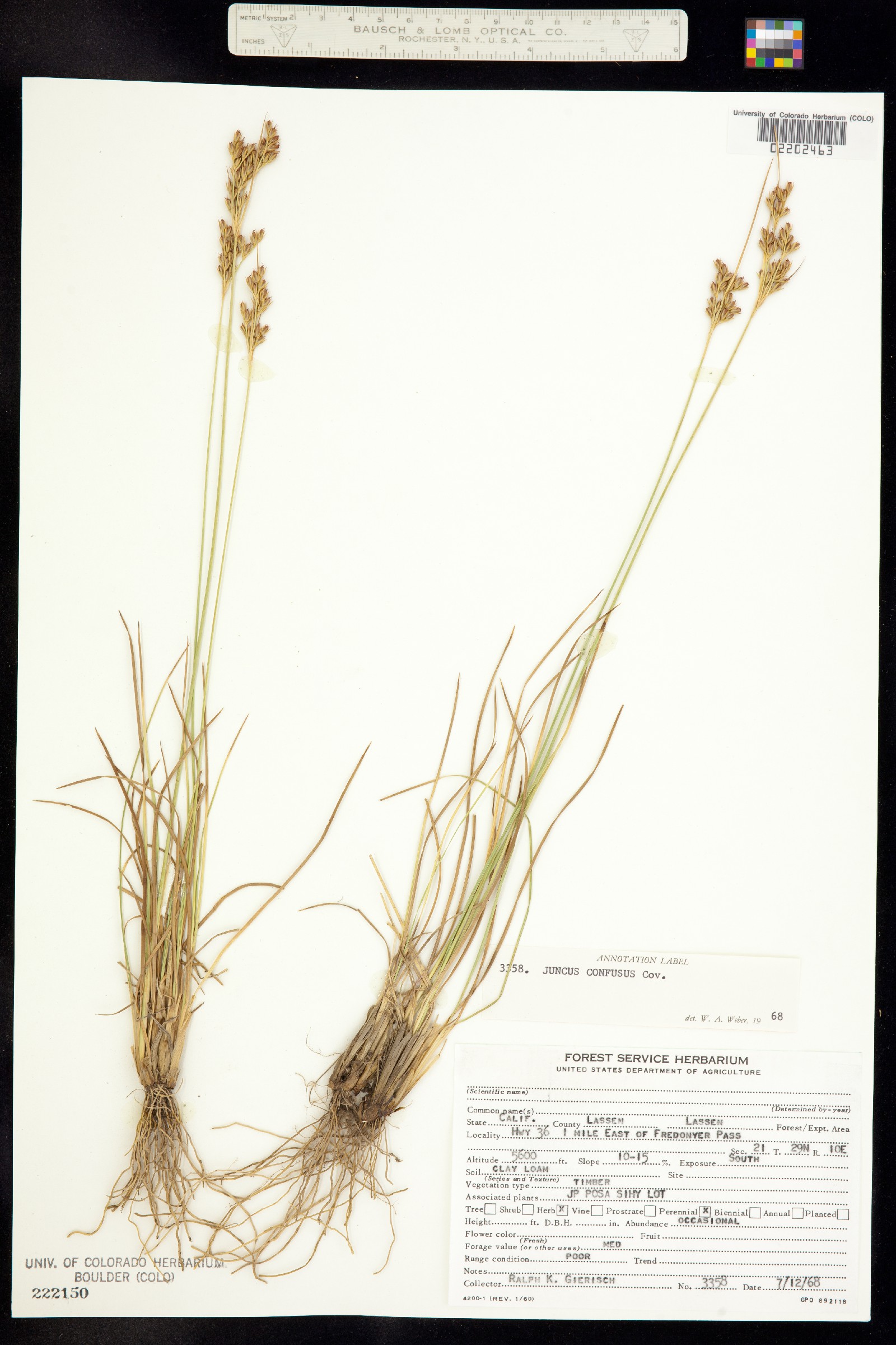 Juncus confusus image