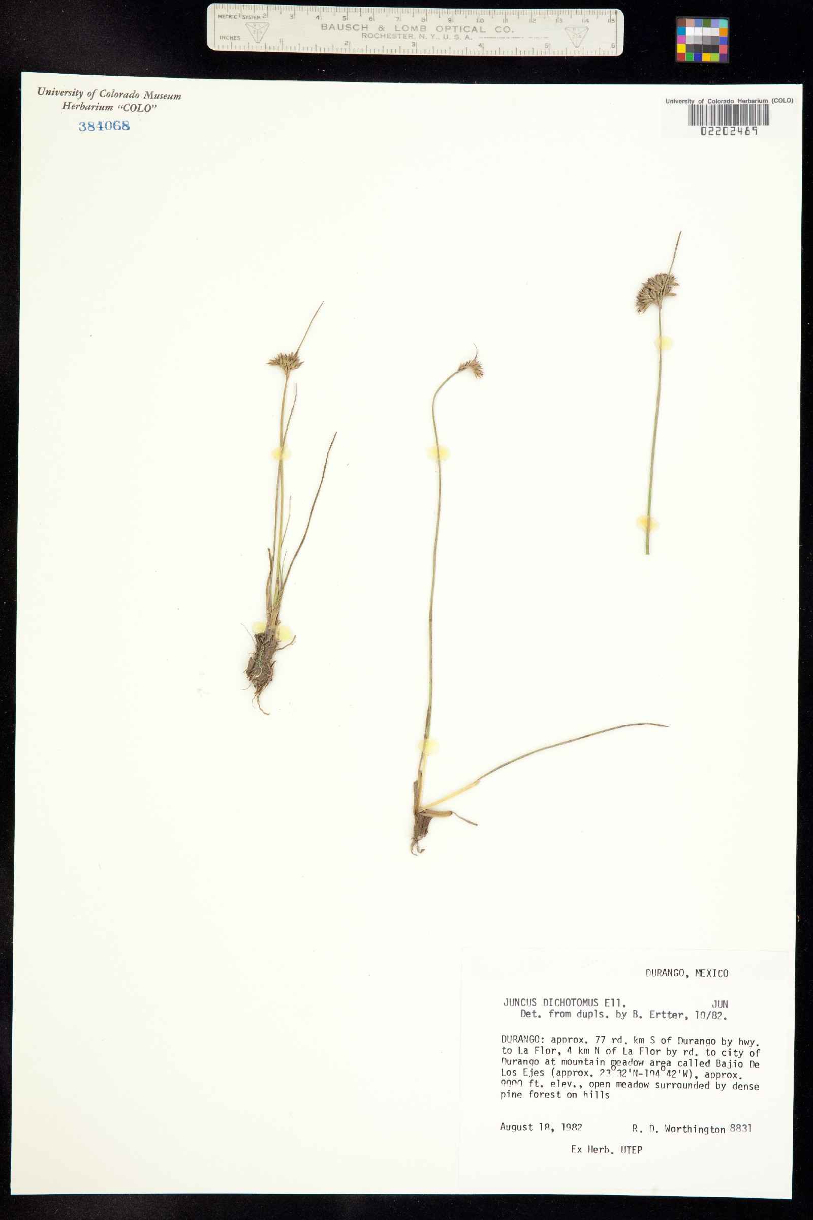 Juncus dichotomus image