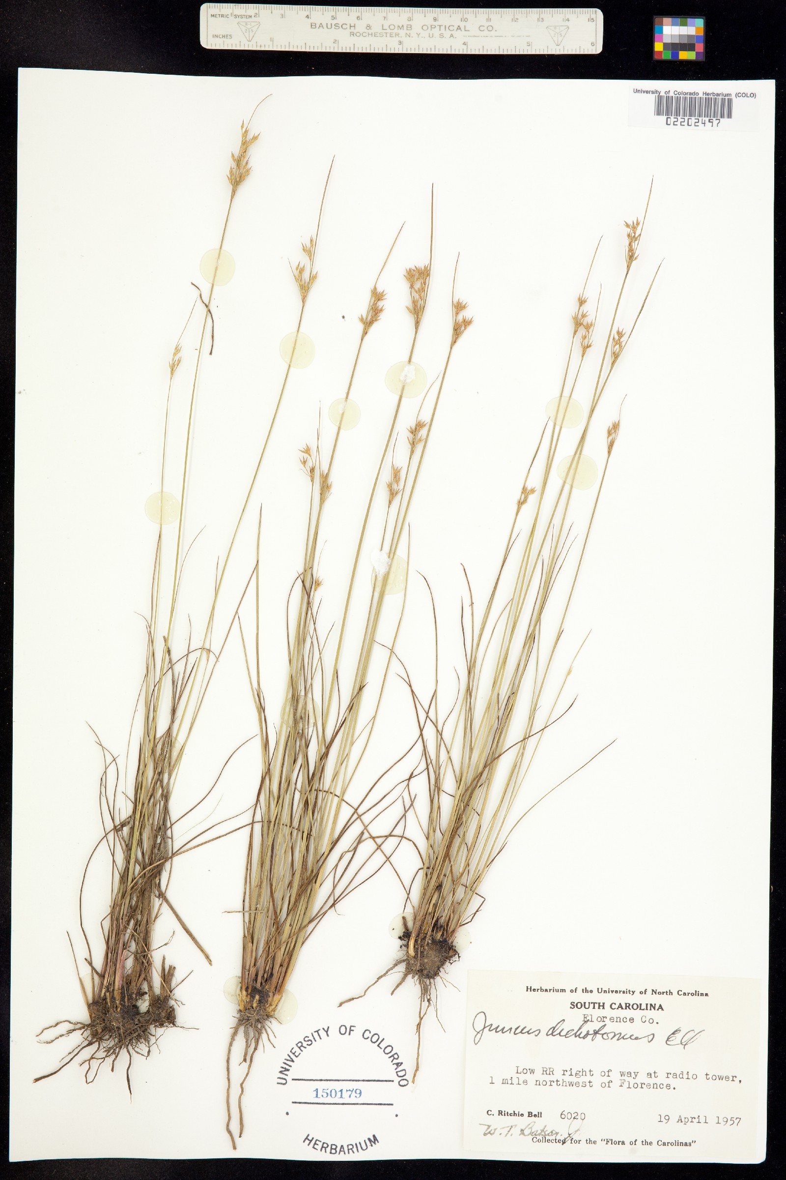 Juncus dichotomus image