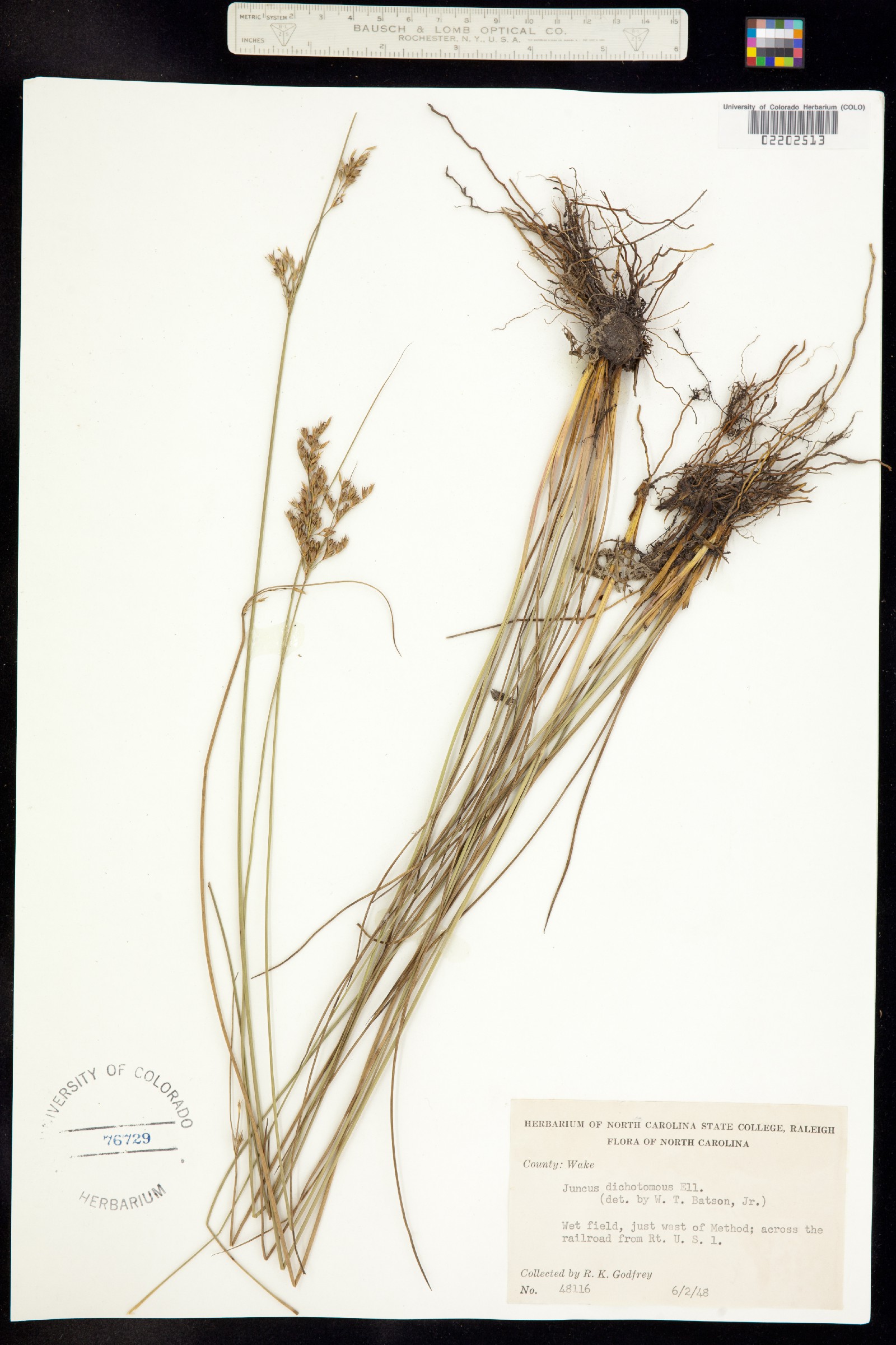 Juncus dichotomus image