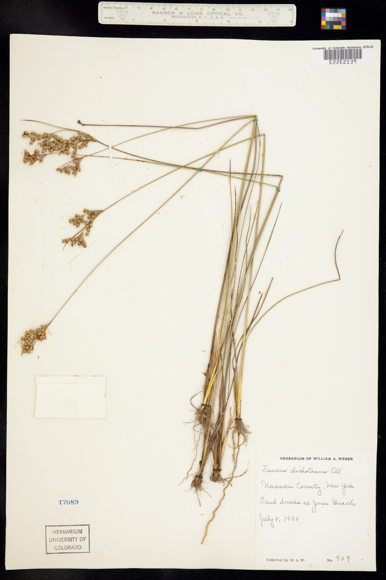 Juncus dichotomus image