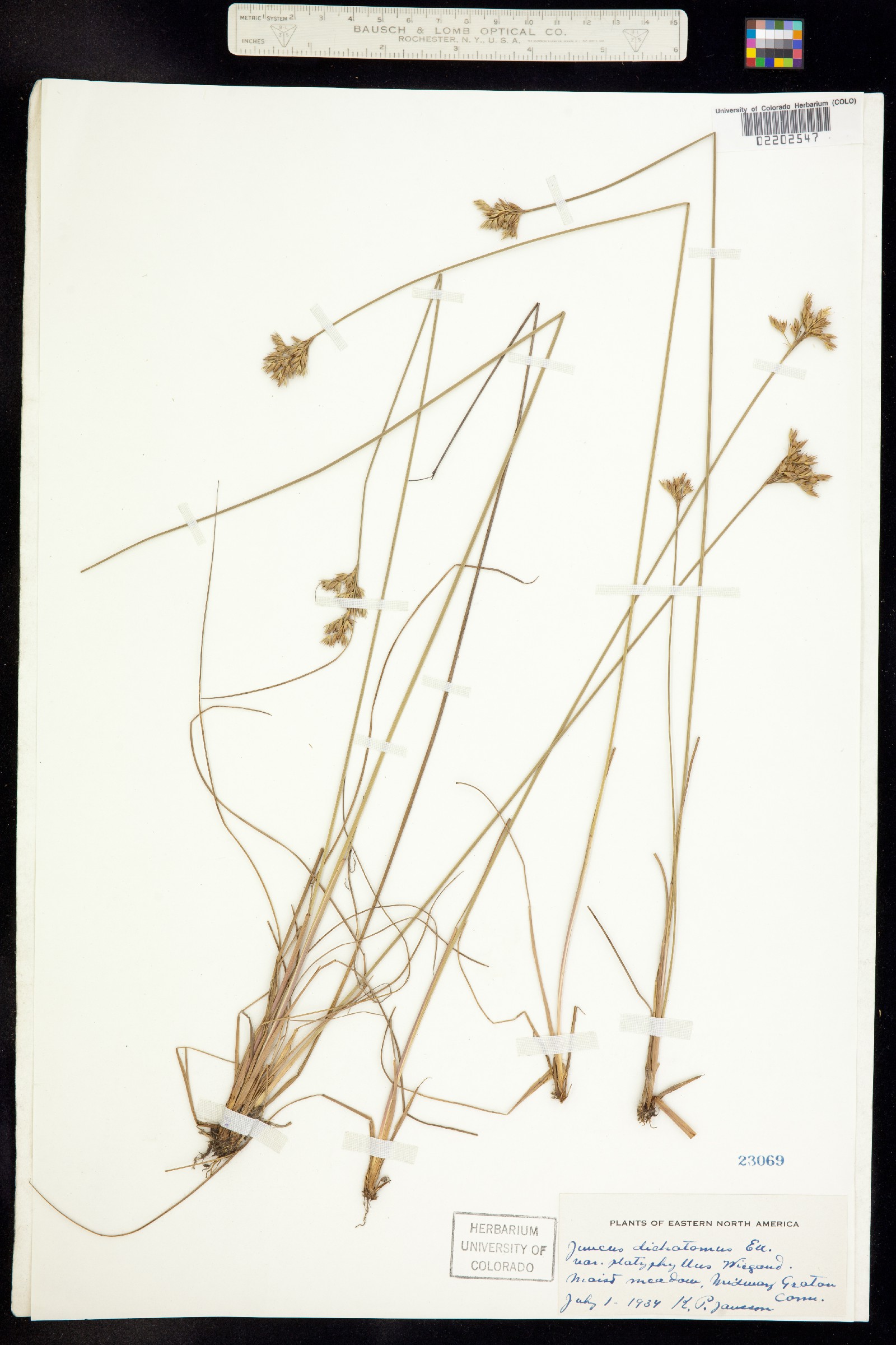 Juncus dichotomus image