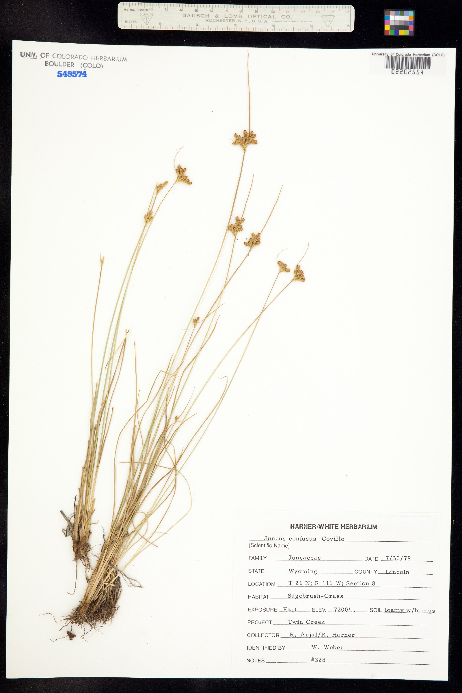 Juncus confusus image