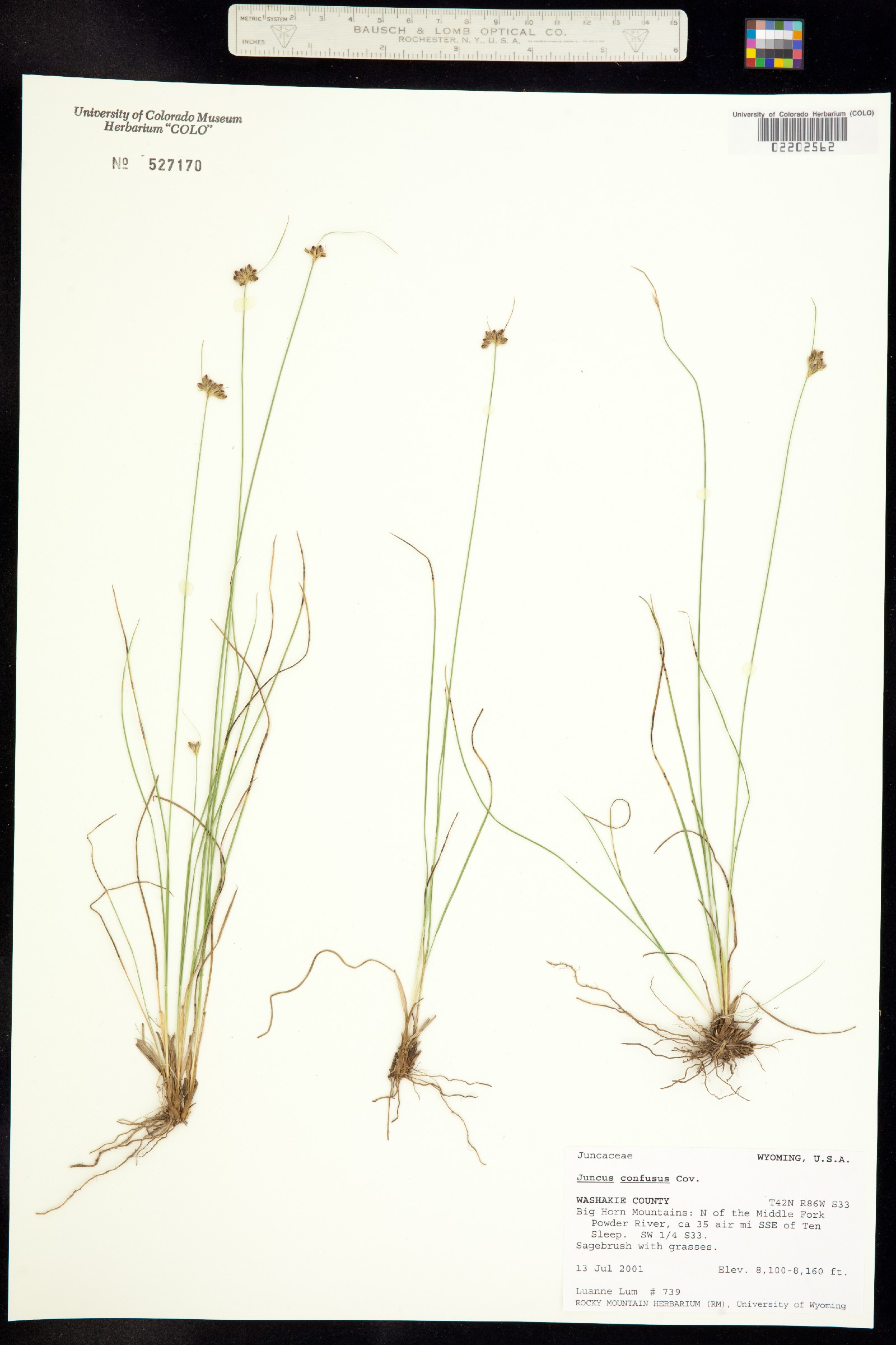 Juncus confusus image
