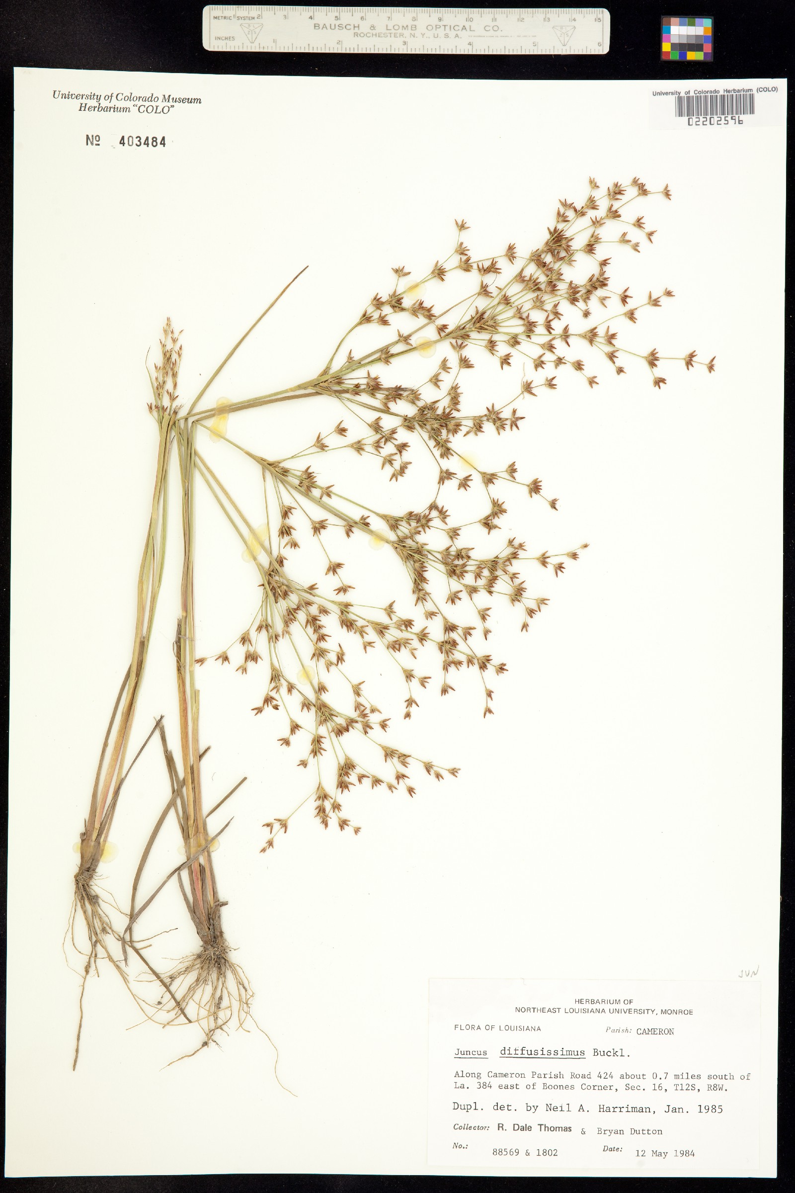 Juncus diffusissimus image